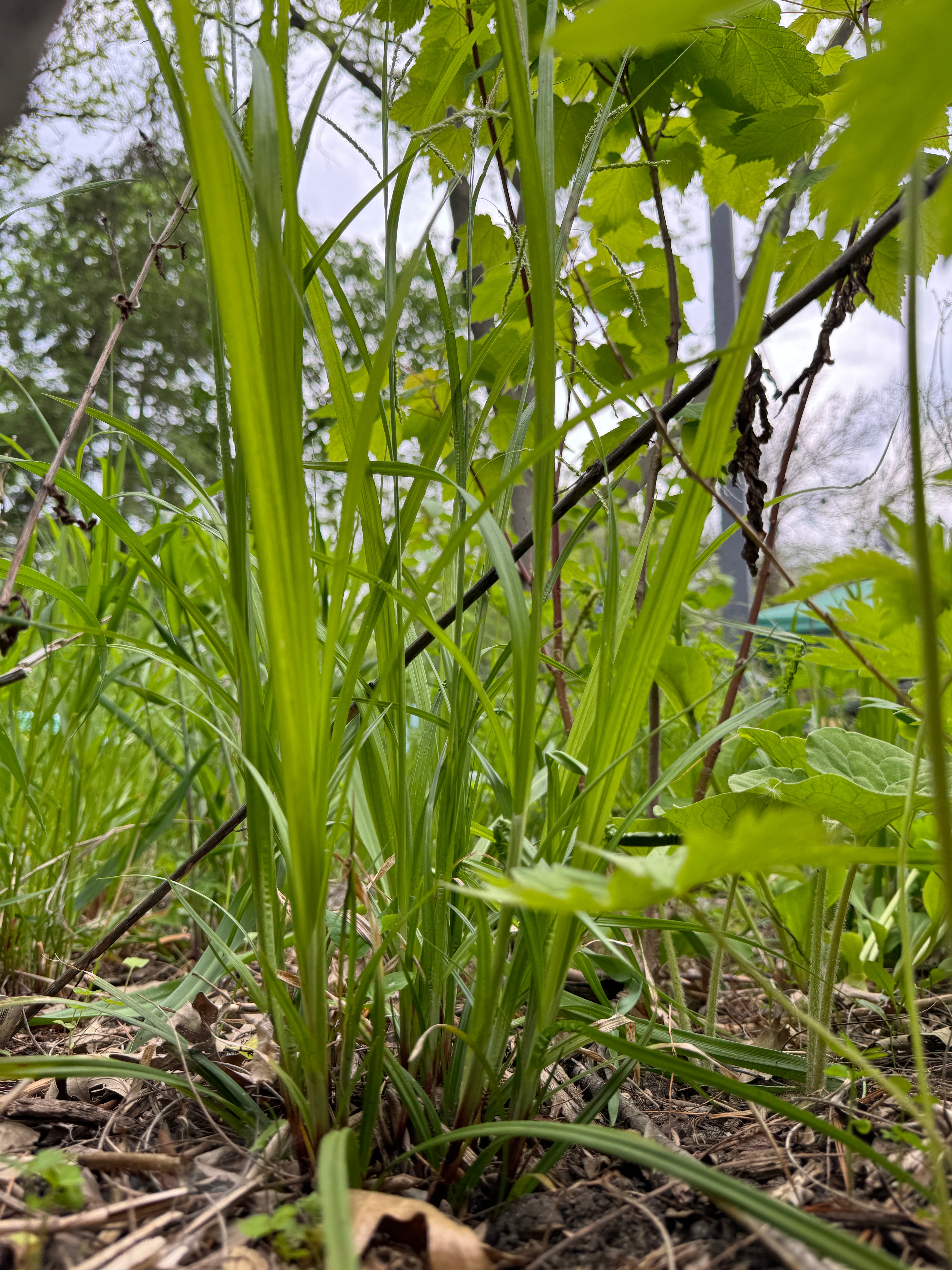 Graceful Sedge (Carex Gracillima)