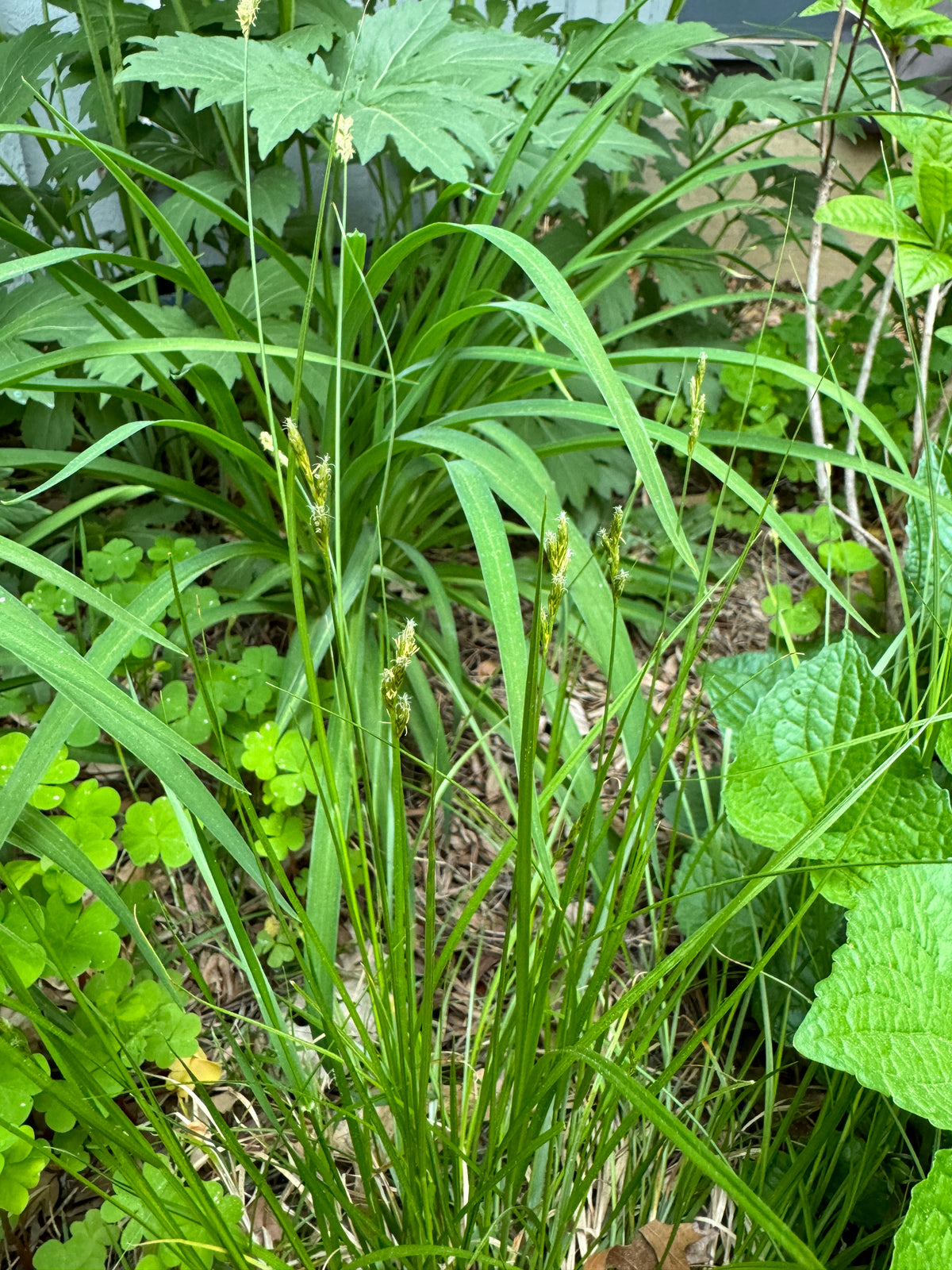 Plains Oval Sedge (Carex brevior)