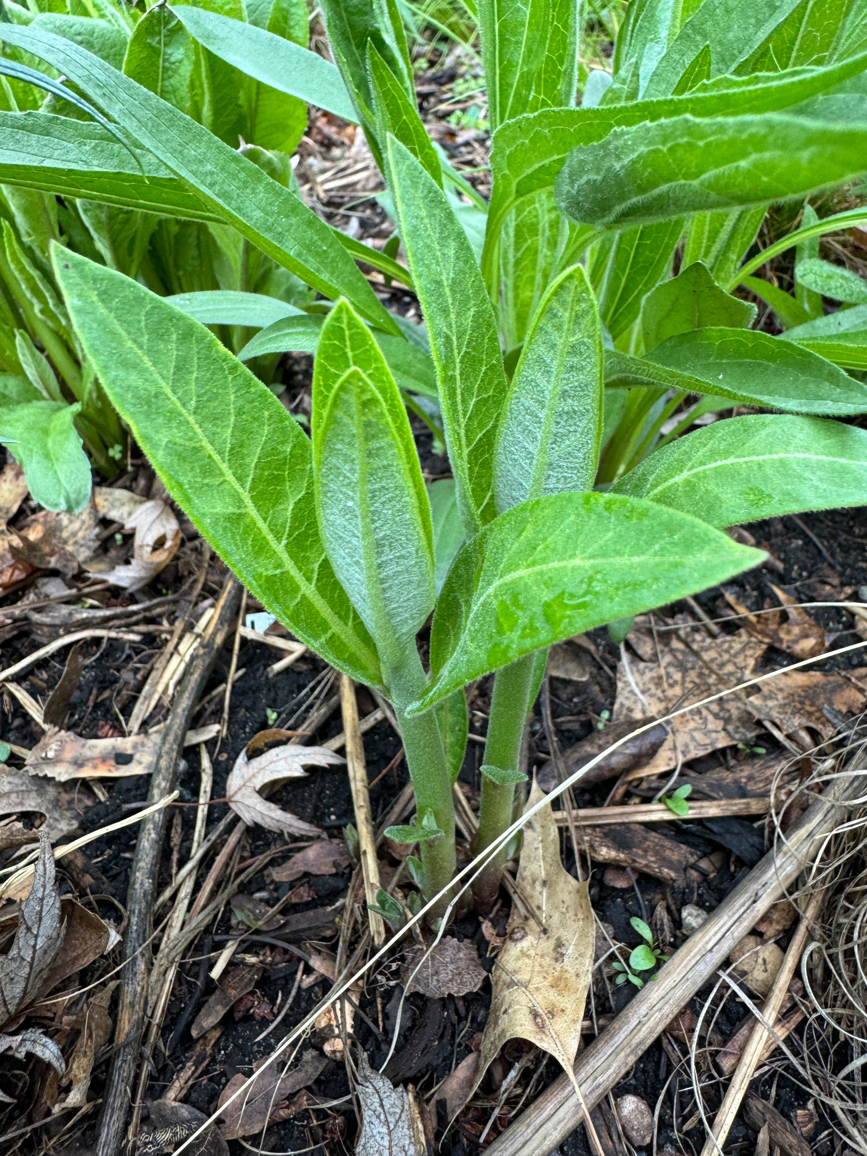Common Milkweed (Asclepias Syriaca)