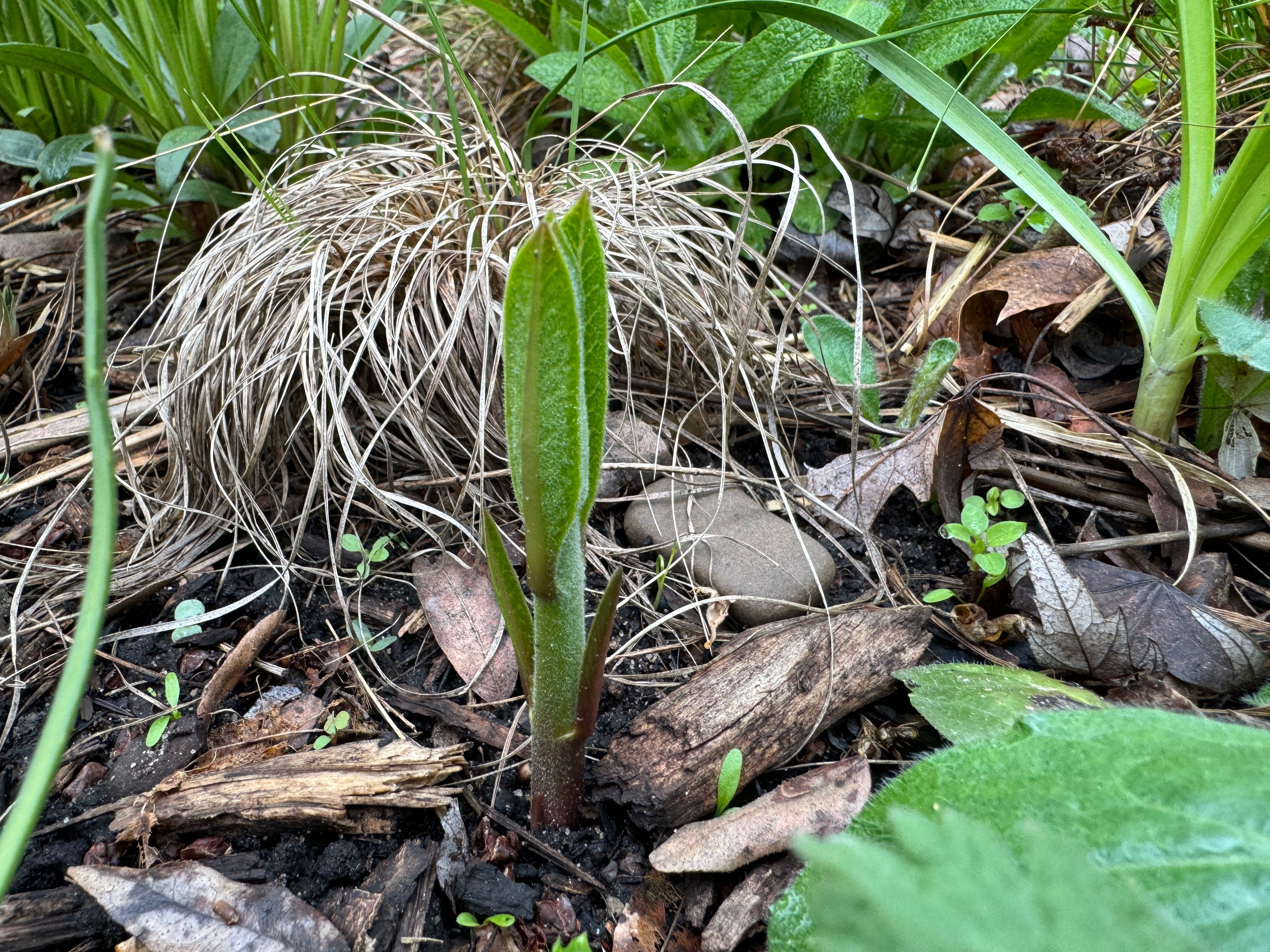 Common Milkweed (Asclepias Syriaca)