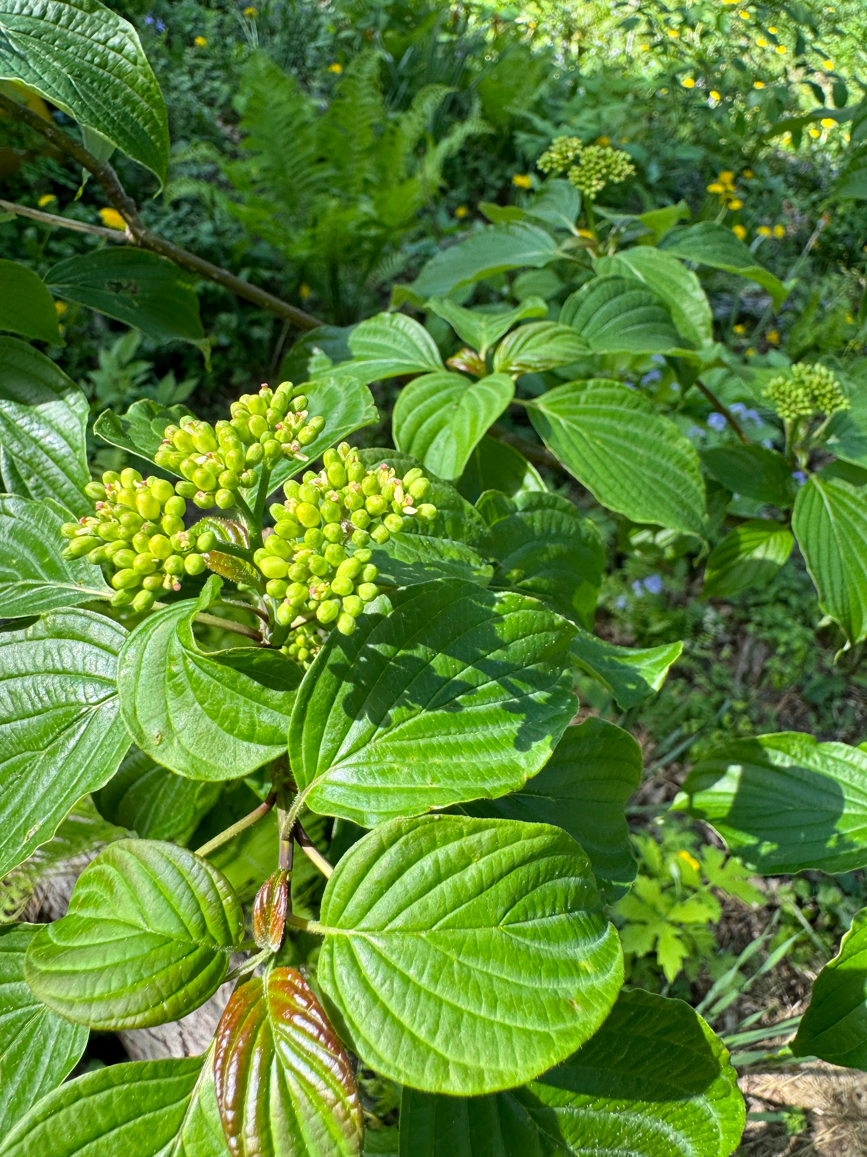 Pagoda Dogwood (Cornus Alternifolia)