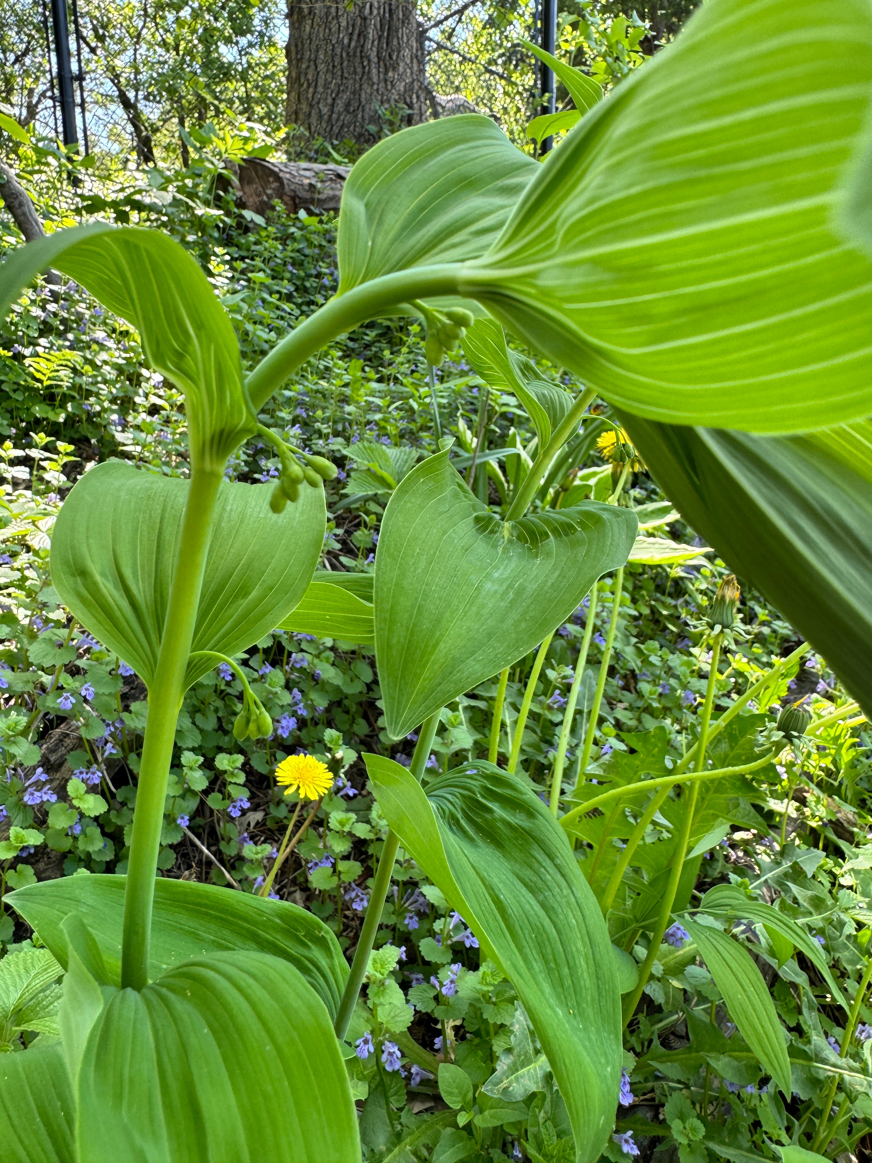 Smooth Solomon's Seal (Polygonatum Biflorum)