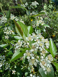 Black Chokeberry (Aronia Melanocarpa)