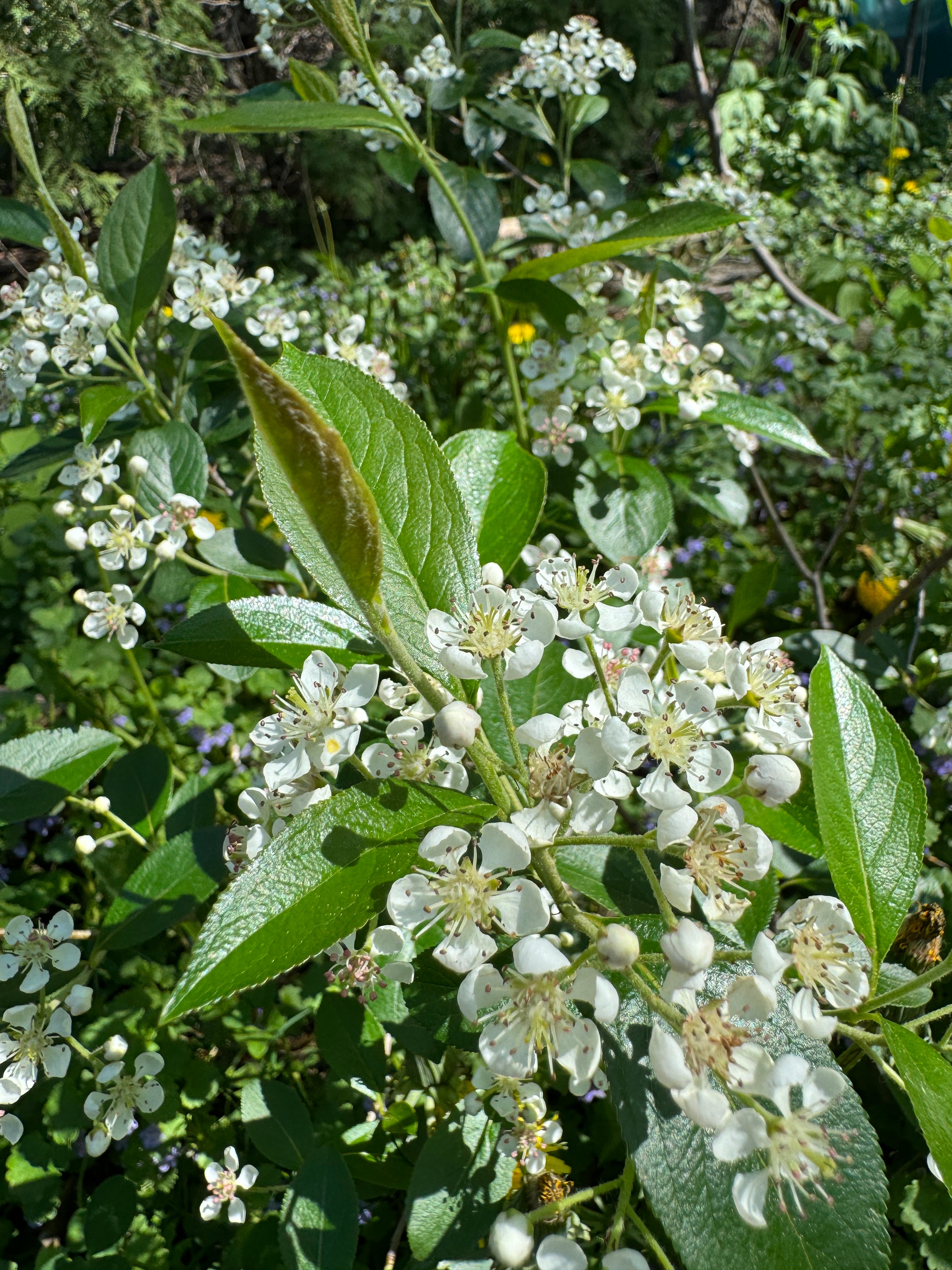 Black Chokeberry (Aronia Melanocarpa)