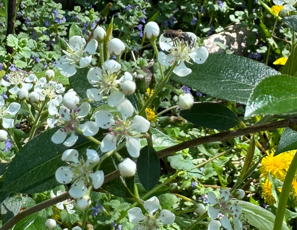 Black Chokeberry (Aronia Melanocarpa)