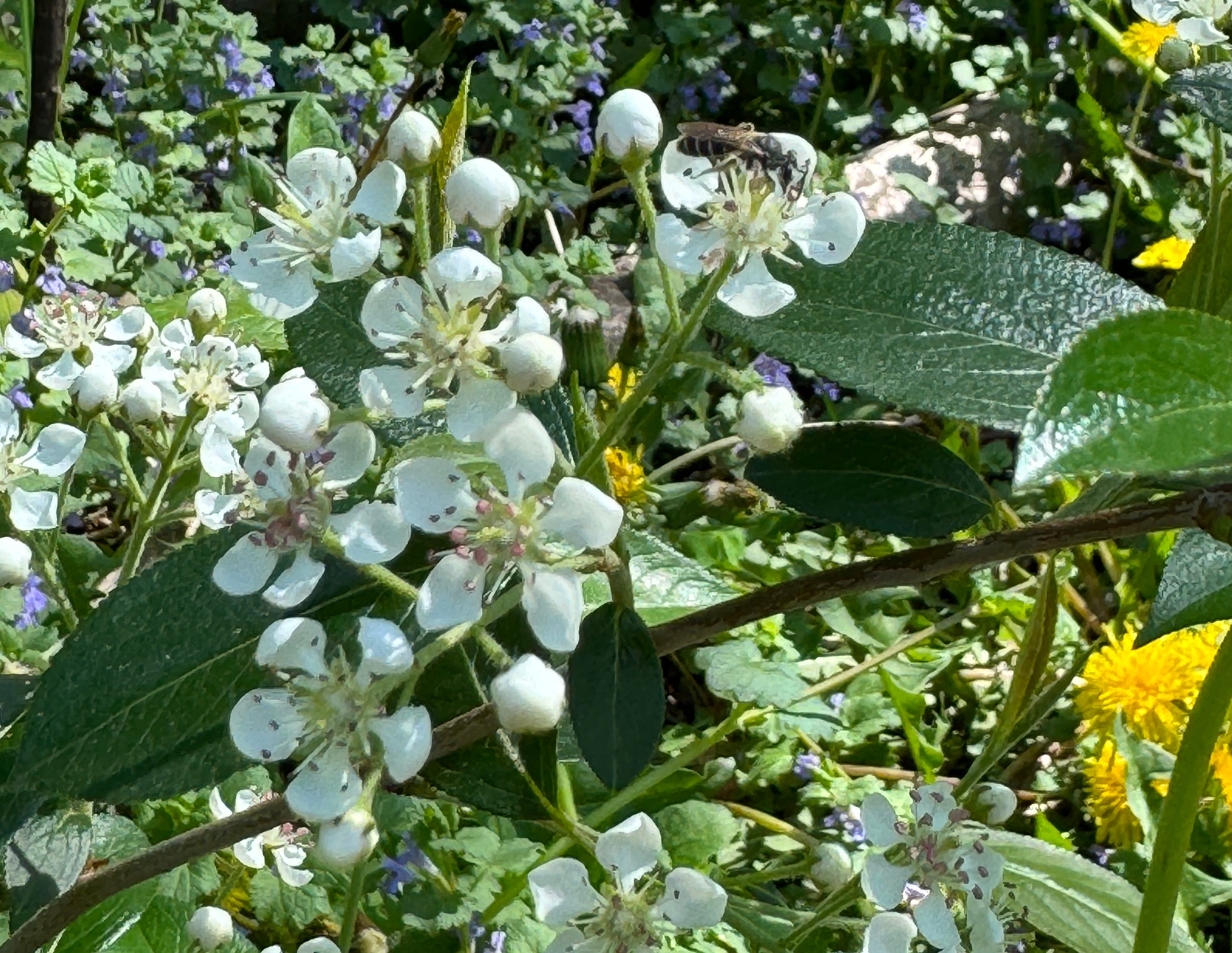 Black Chokeberry (Aronia Melanocarpa)