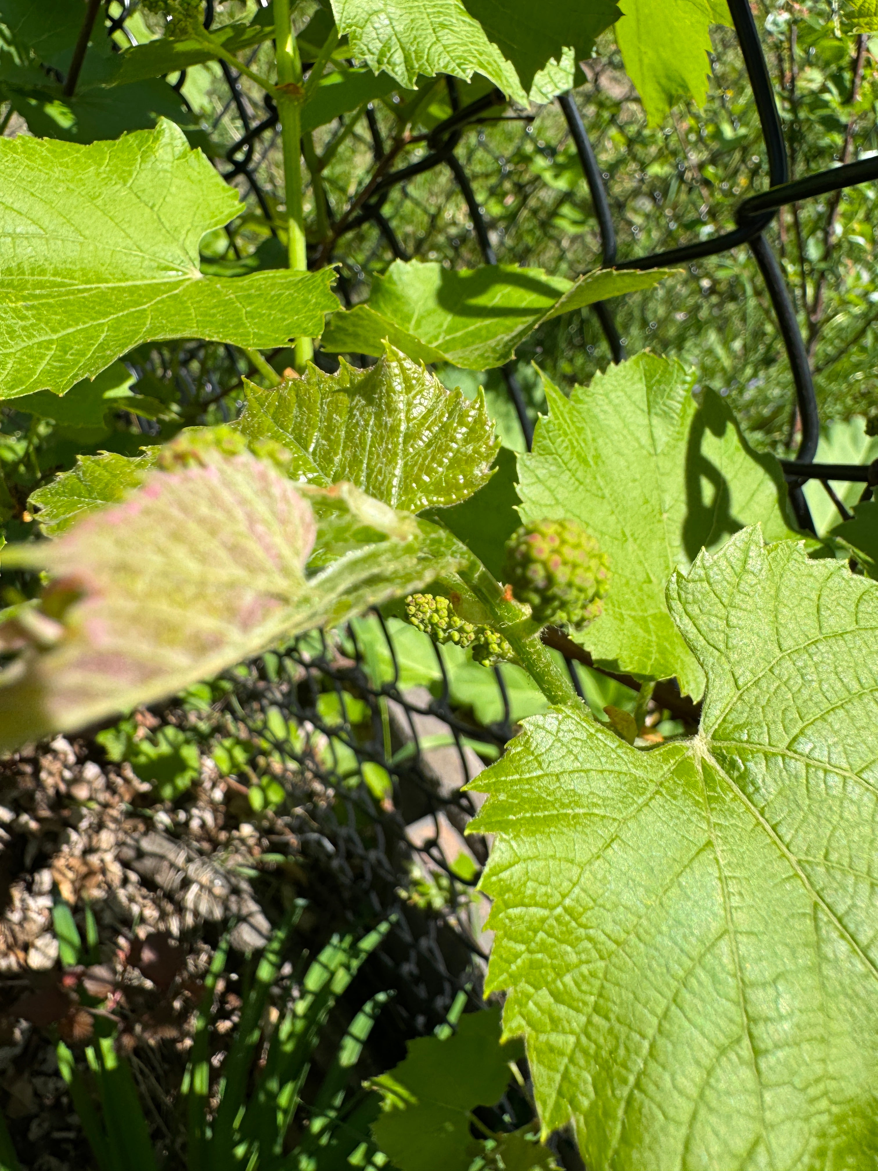 Concord Grape (Vitis Labrusca 'Concord')
