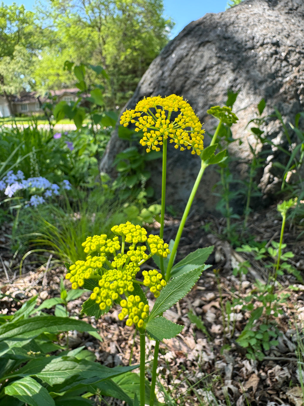 Heart-leaved Alexanders (Zizia aptera)