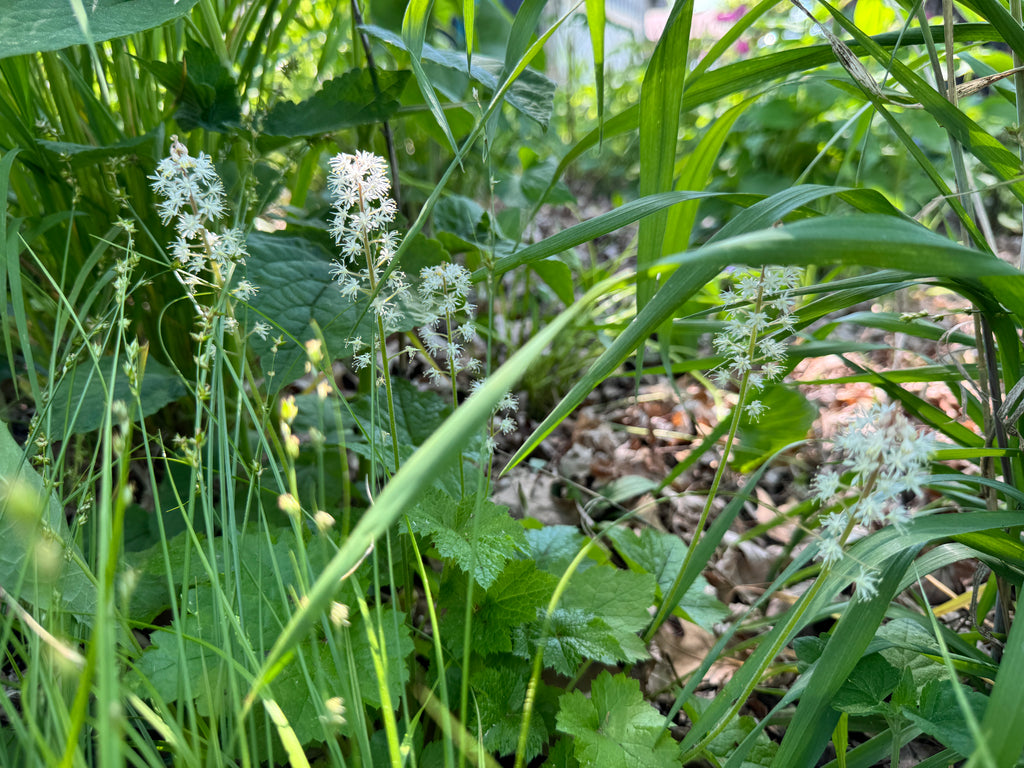 Foamflower (Tiarella cordifolia)