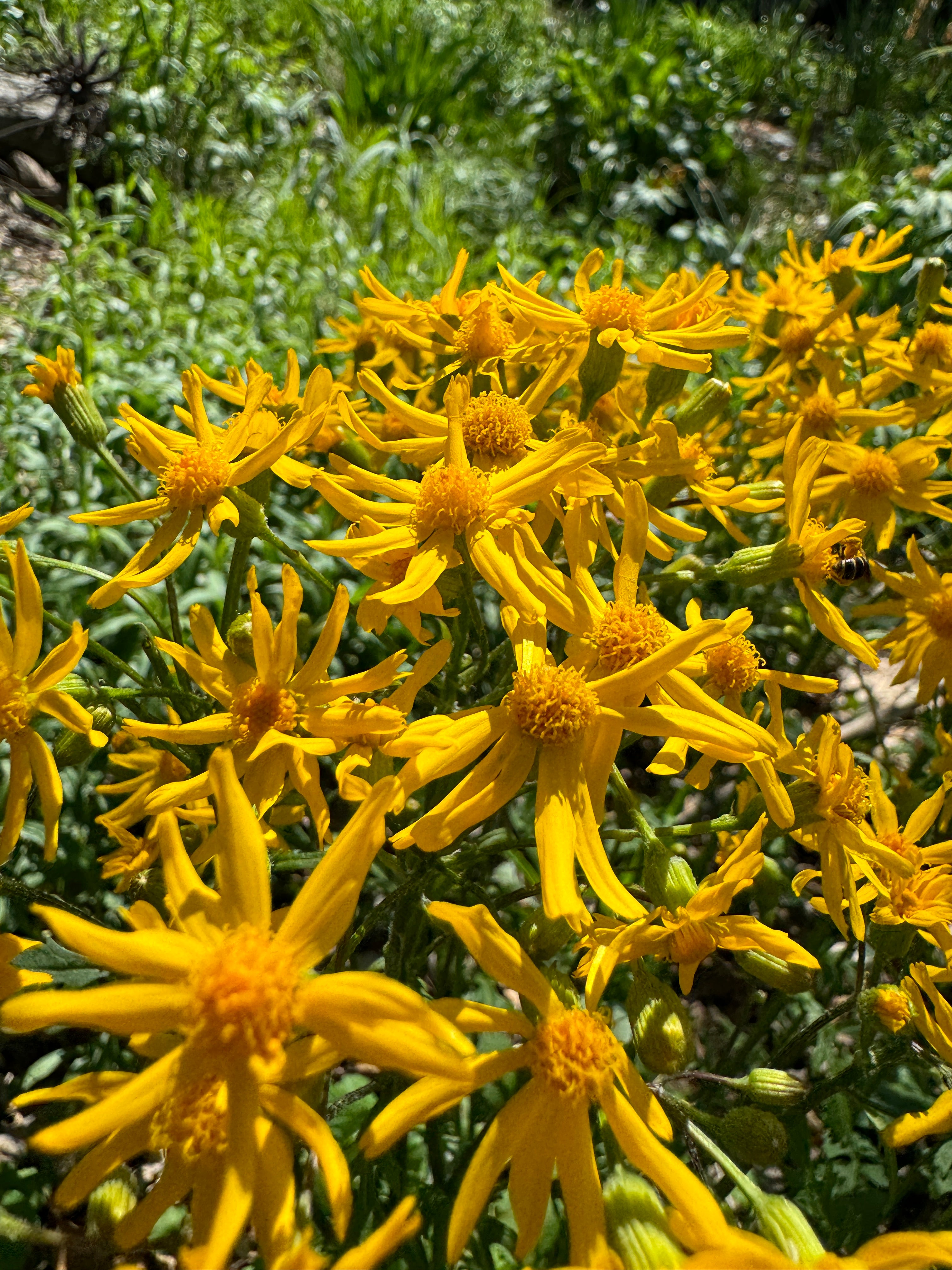 Golden Ragwort (Packera Aurea)