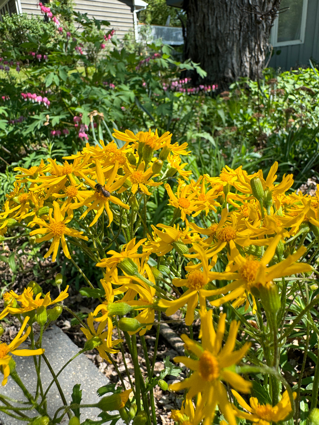 Golden Ragwort (Packera Aurea)