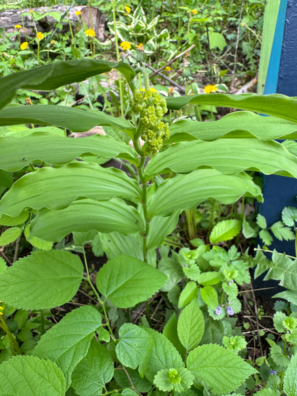 Solomon Plume (Maianthemum Racemosum)