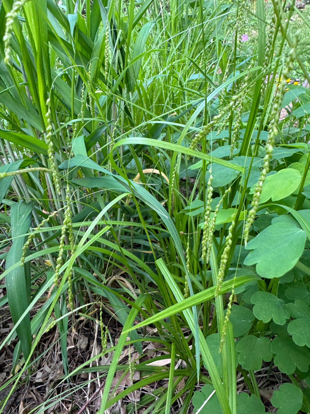 Graceful Sedge (Carex Gracillima)