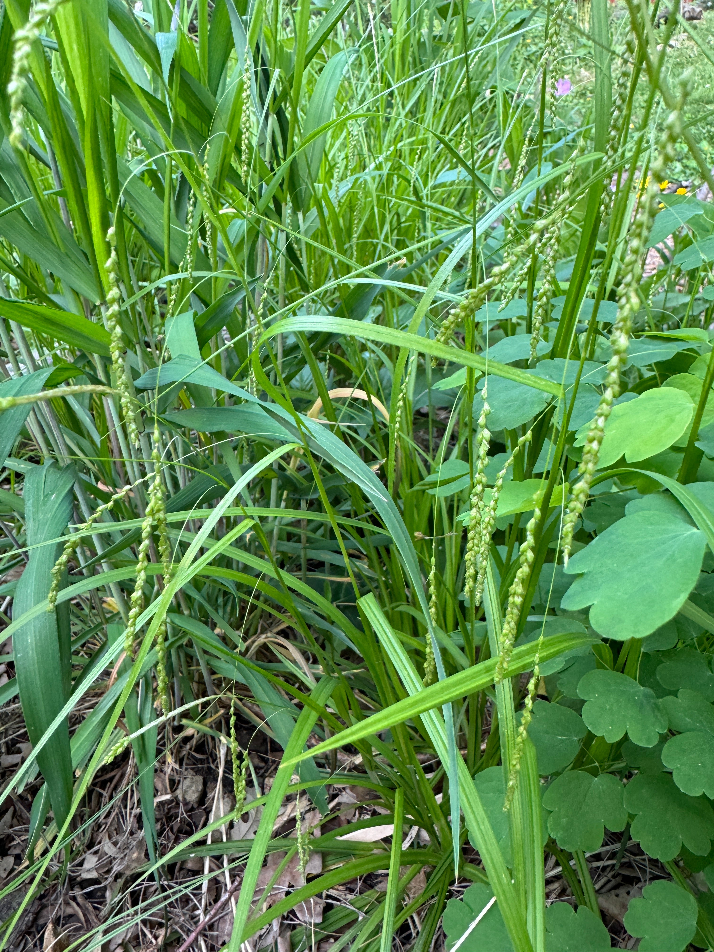 Graceful Sedge (Carex Gracillima)