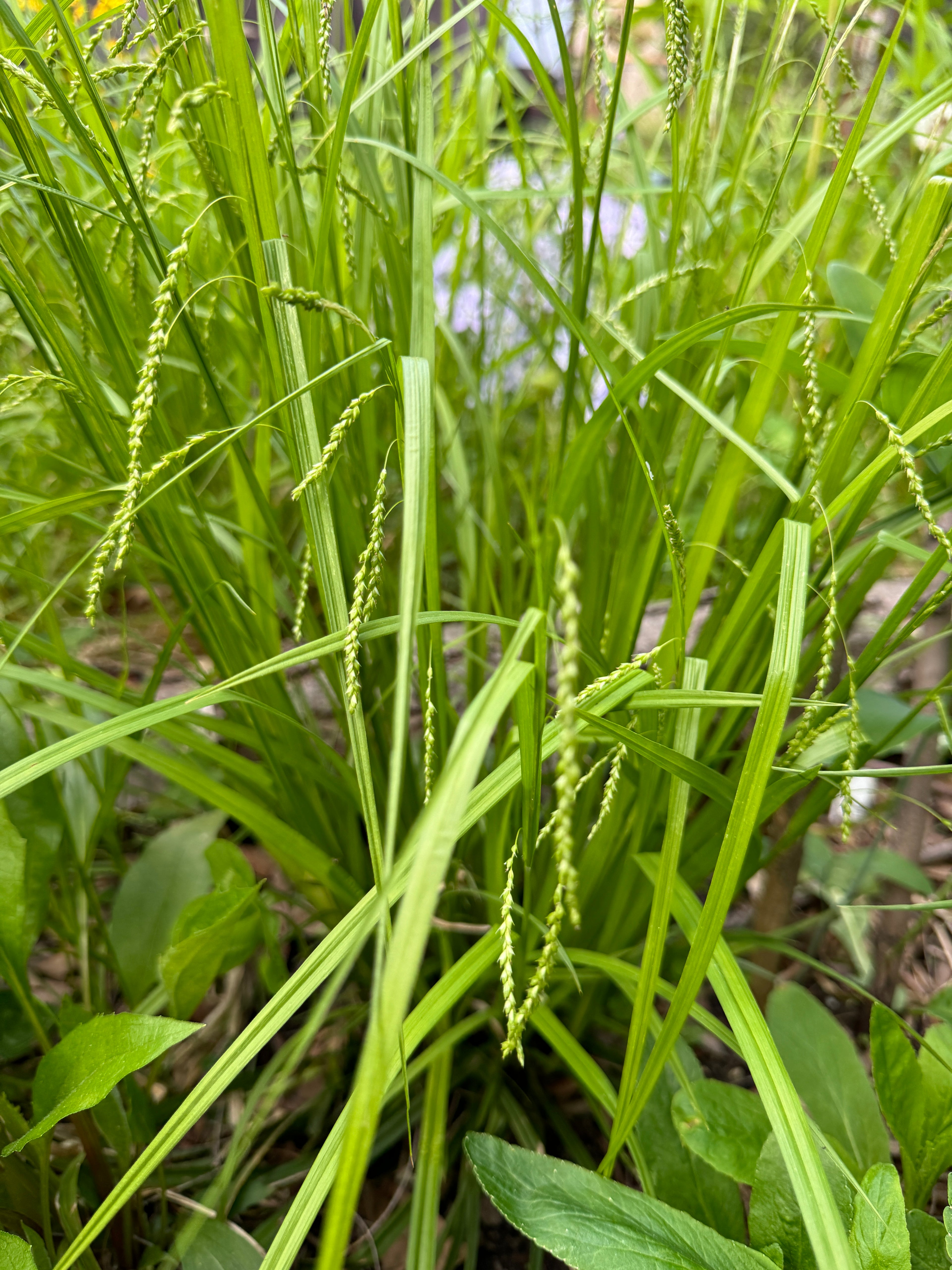 Graceful Sedge (Carex Gracillima)