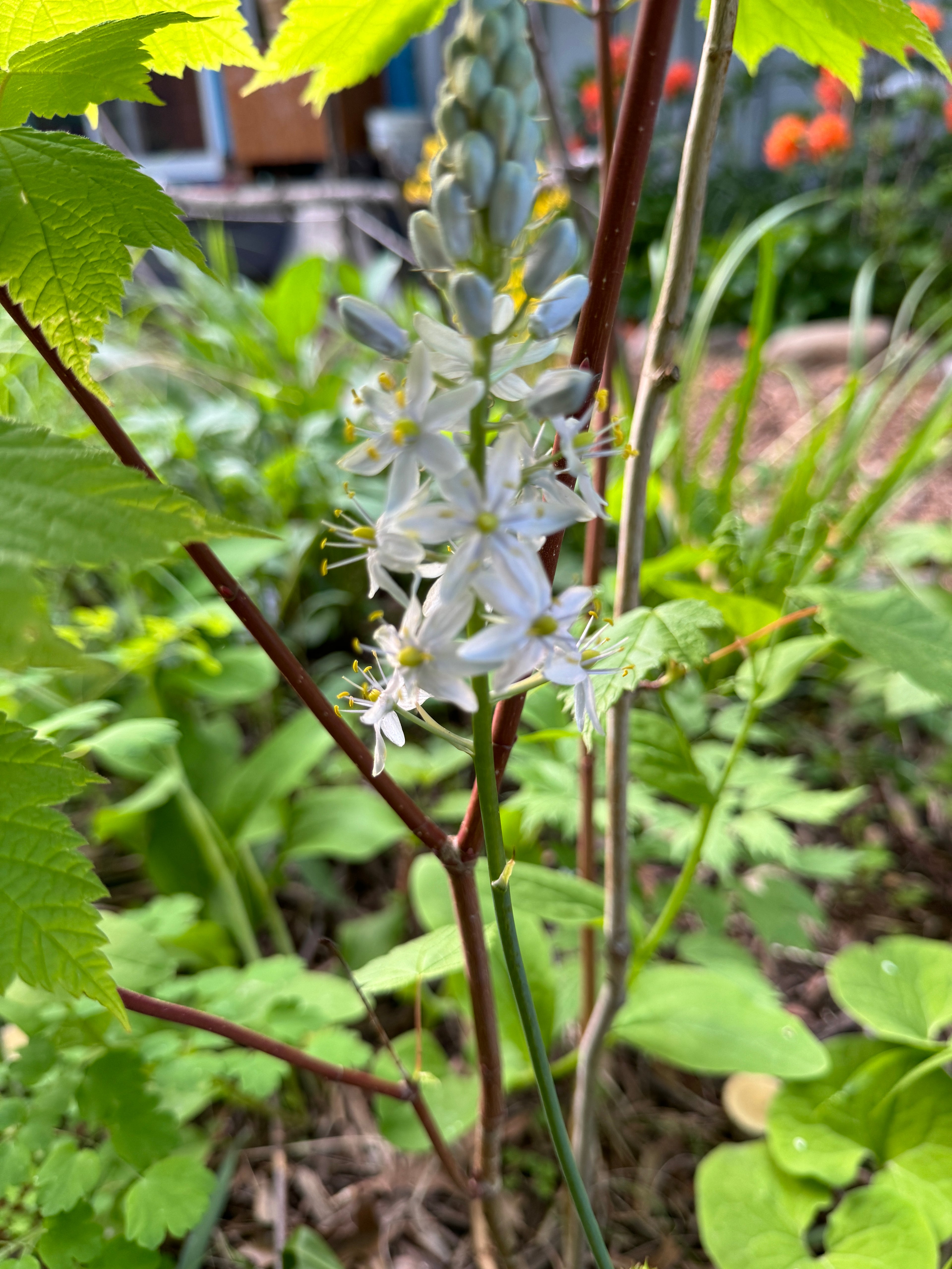 Wild Hyacinth (Camassia Scilloides)