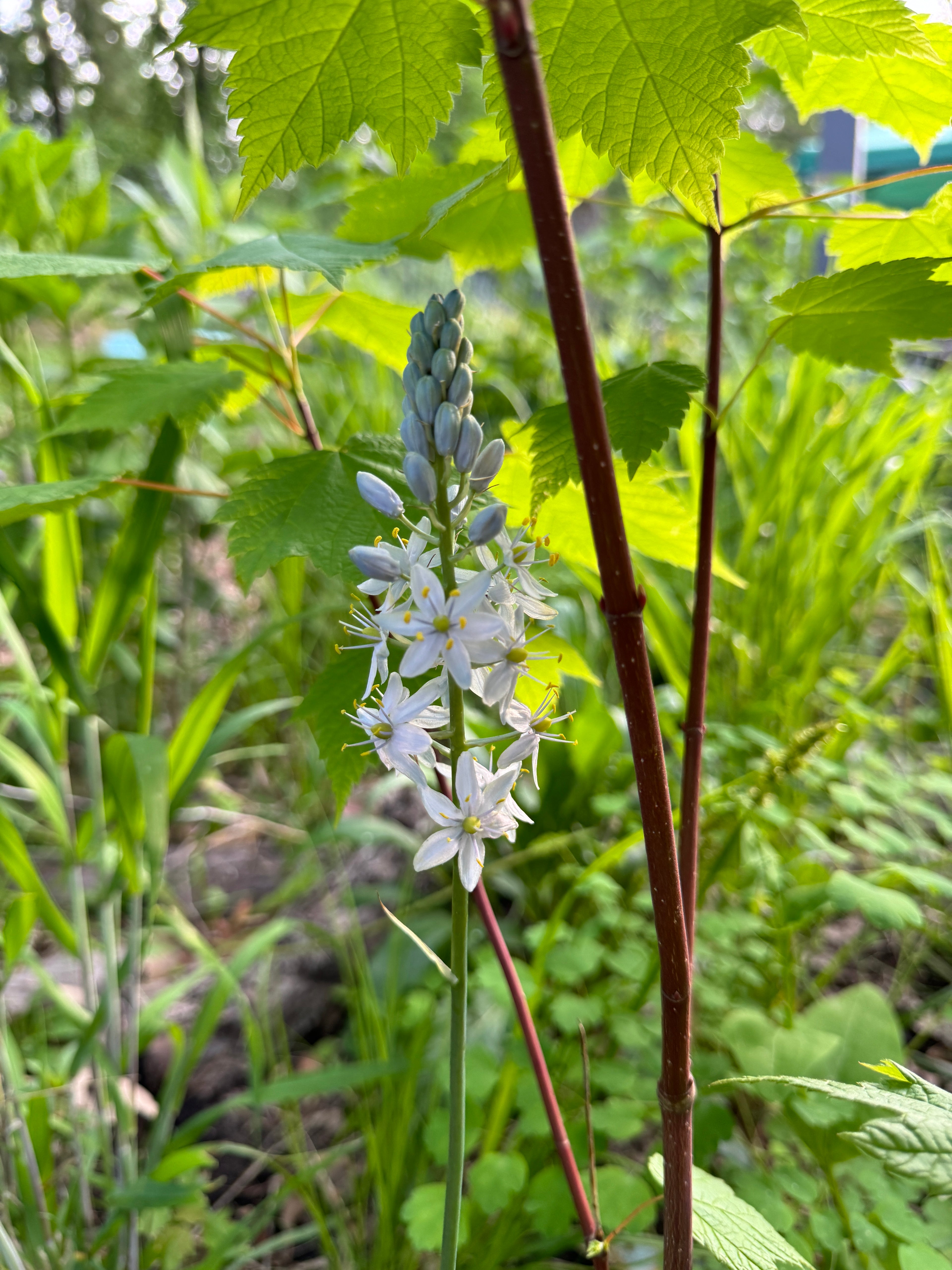 Wild Hyacinth (Camassia Scilloides)