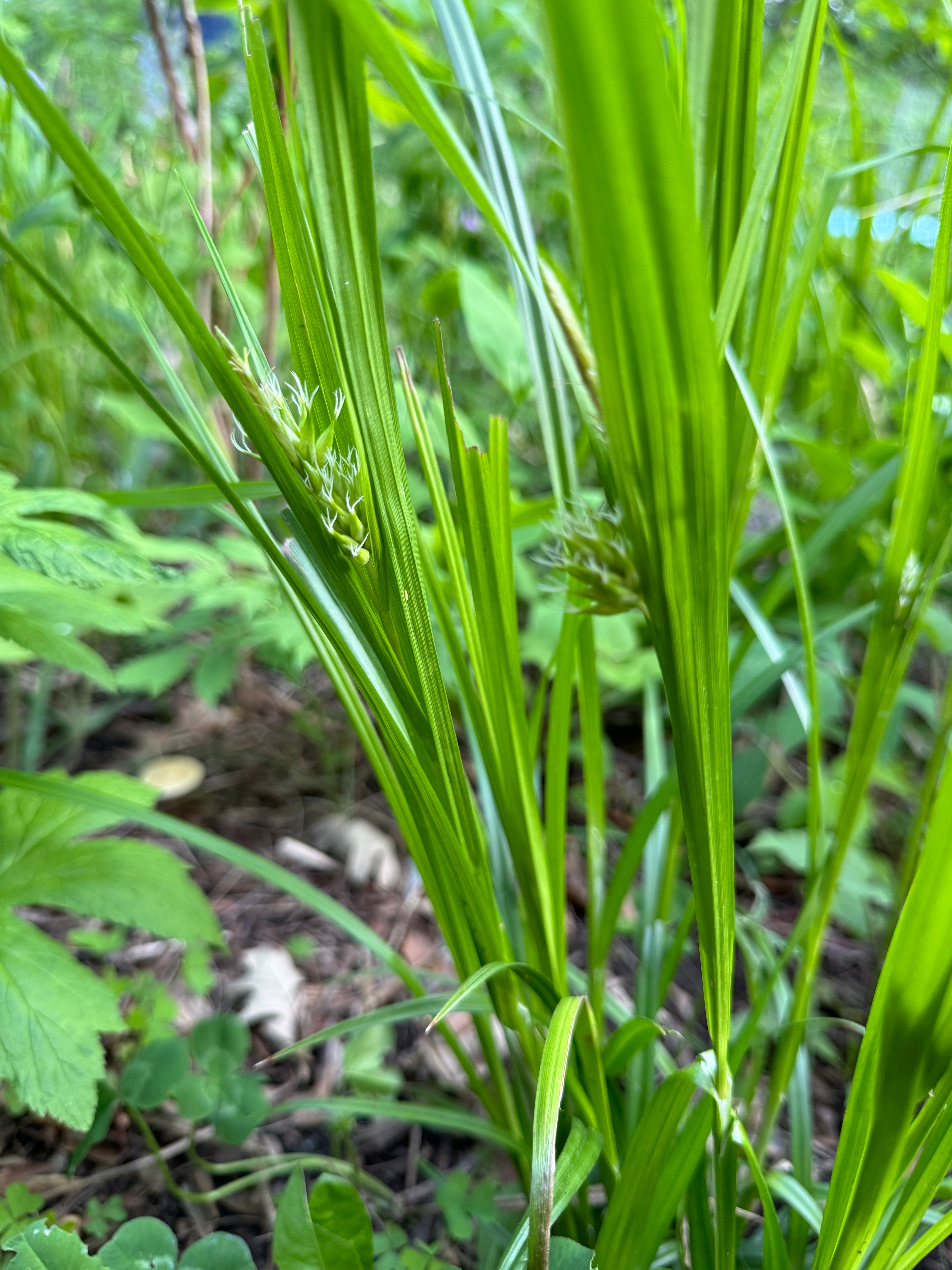 Gray's Sedge (Carex Grayi)