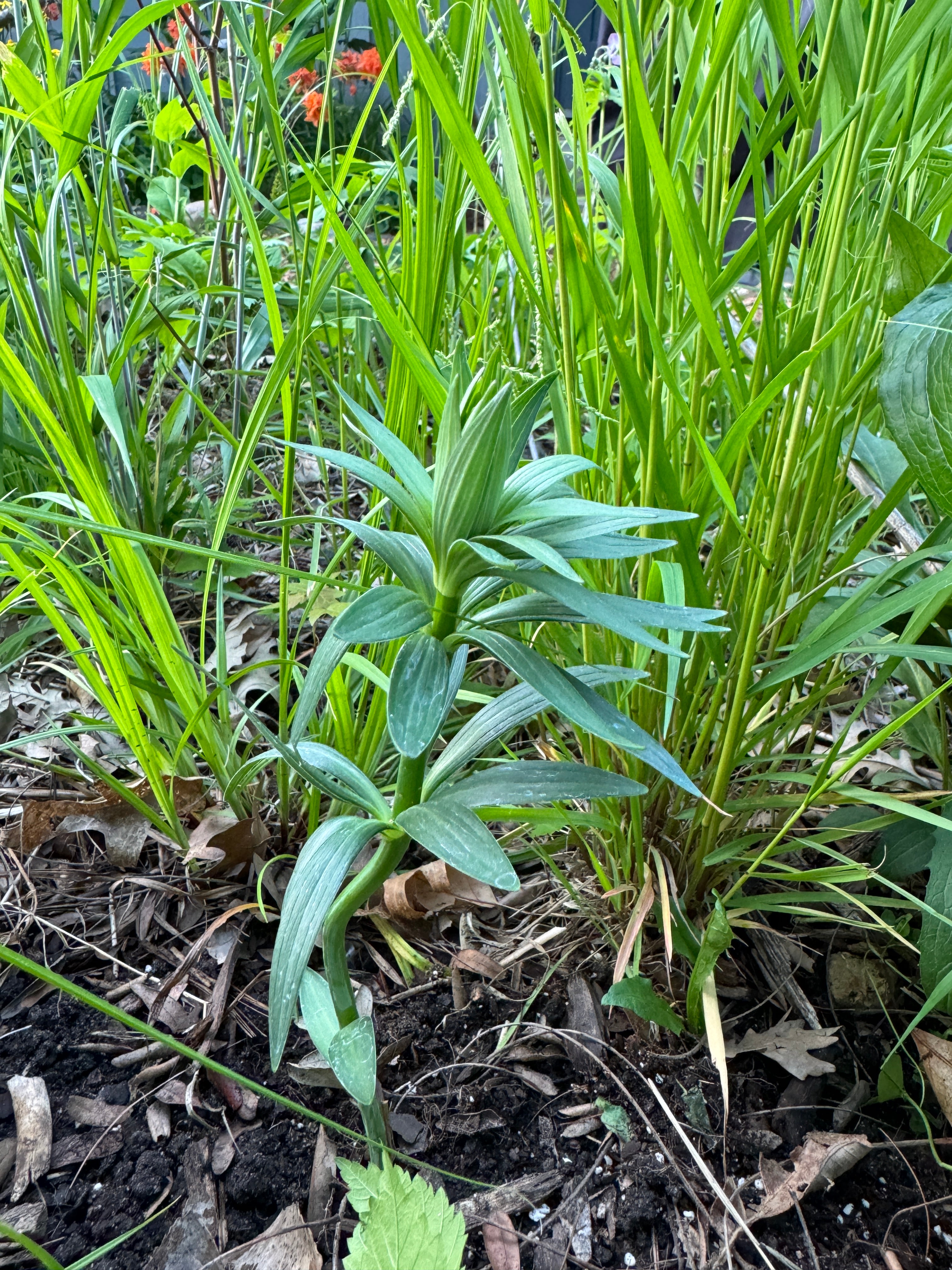 Michigan Lily (Lilium Michiganense)