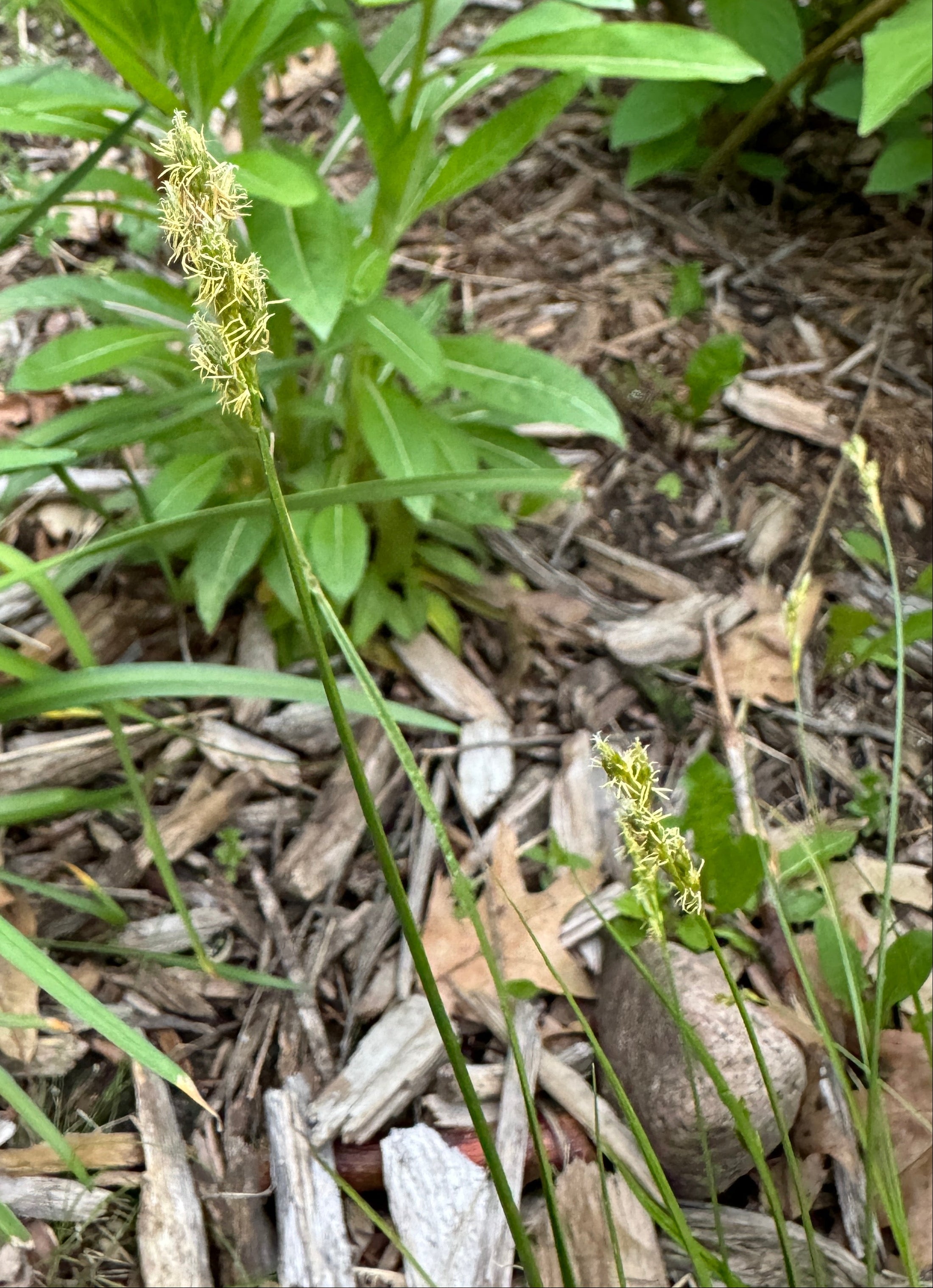 Bicknell's Sedge (Carex Bicknellii)