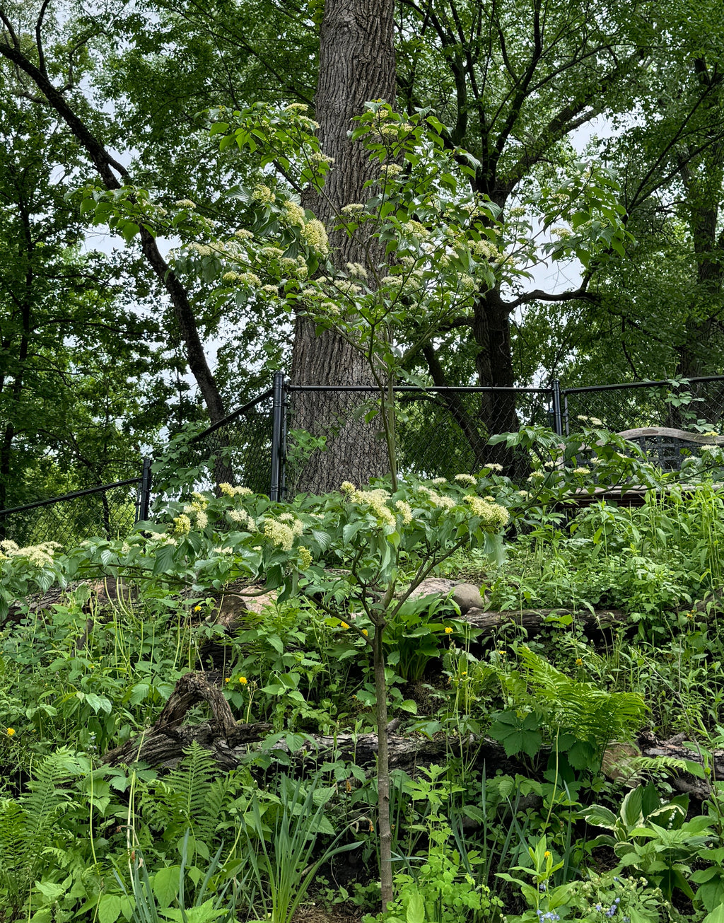 Pagoda Dogwood (Cornus Alternifolia)