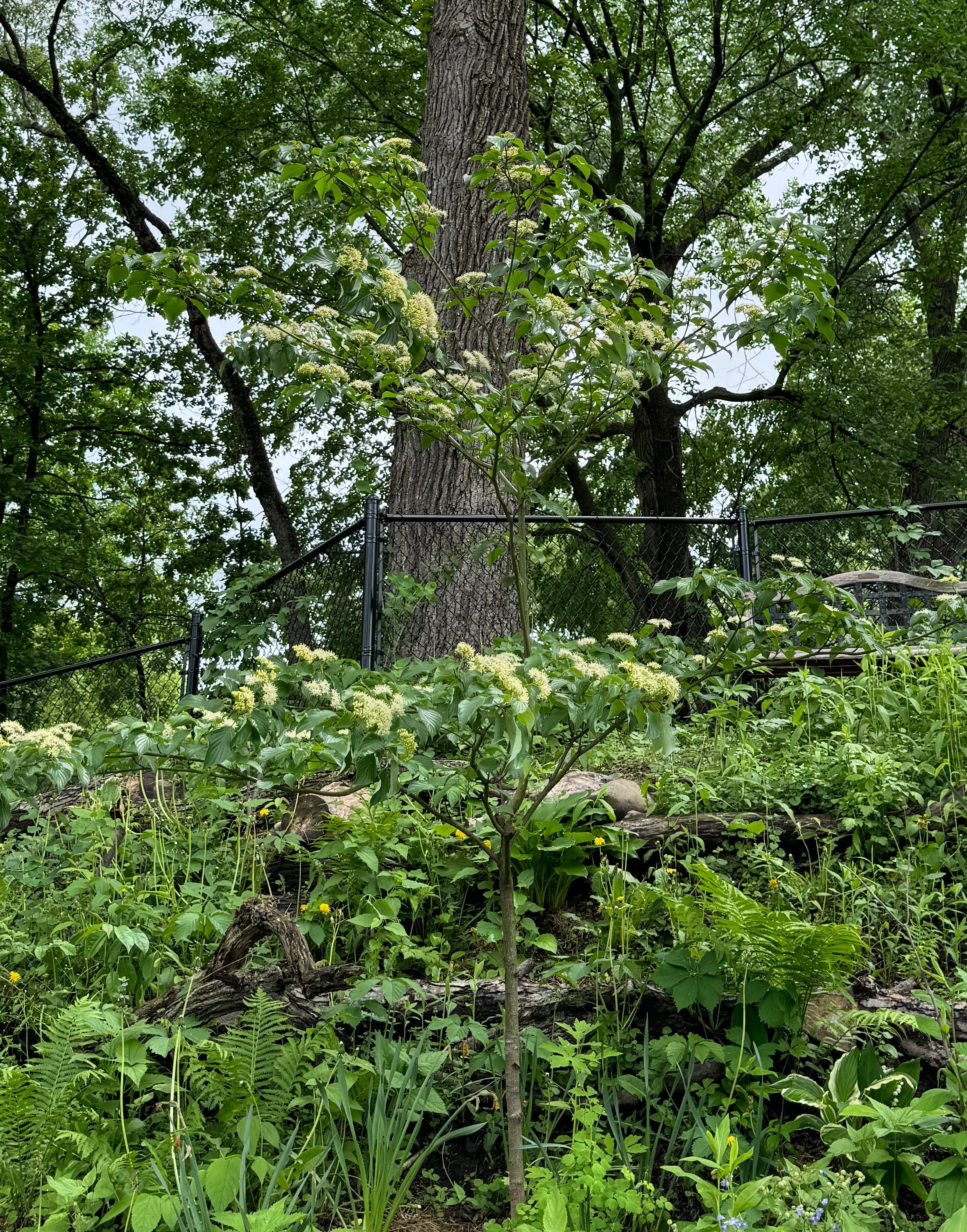 Pagoda Dogwood (Cornus Alternifolia)