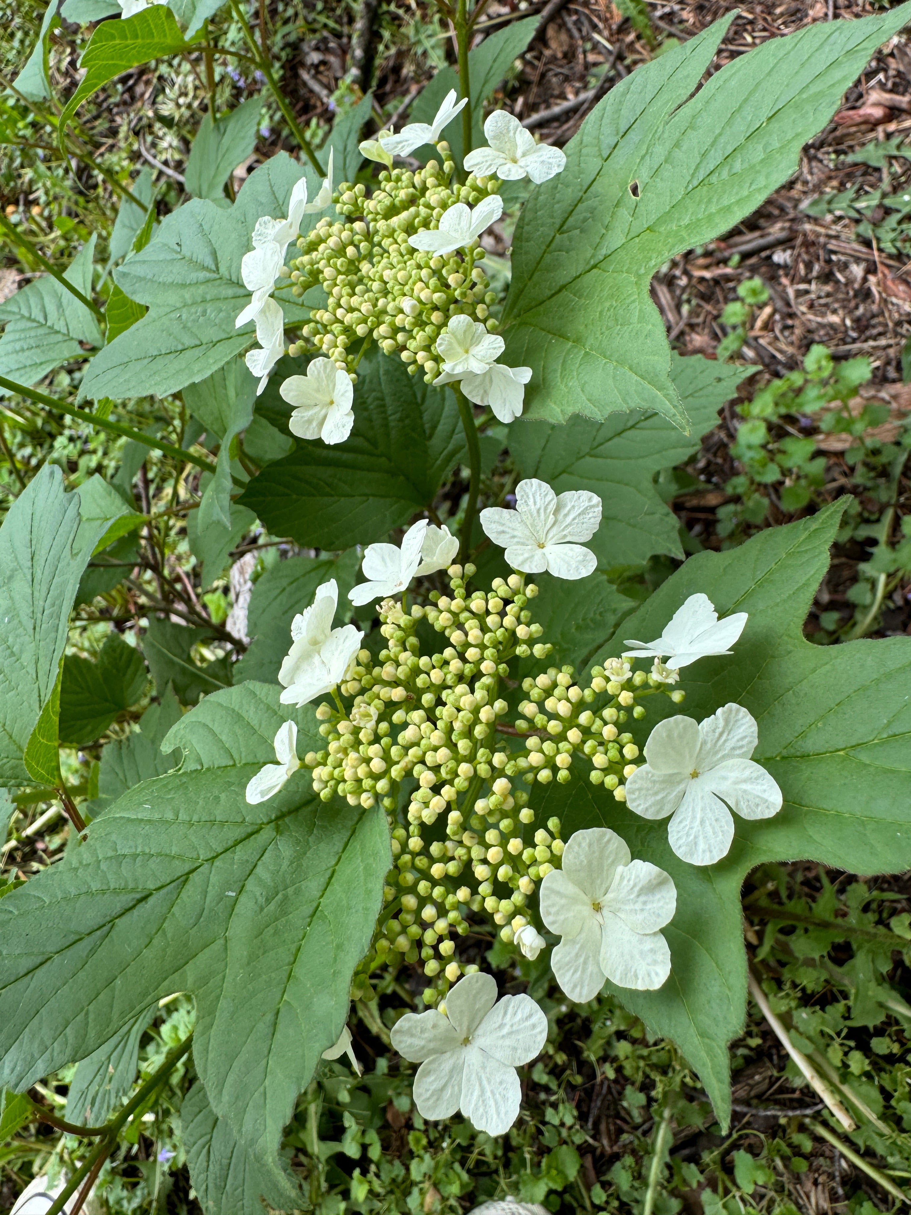 American Highbush Cranberry (Viburnum opulus var. americanum)