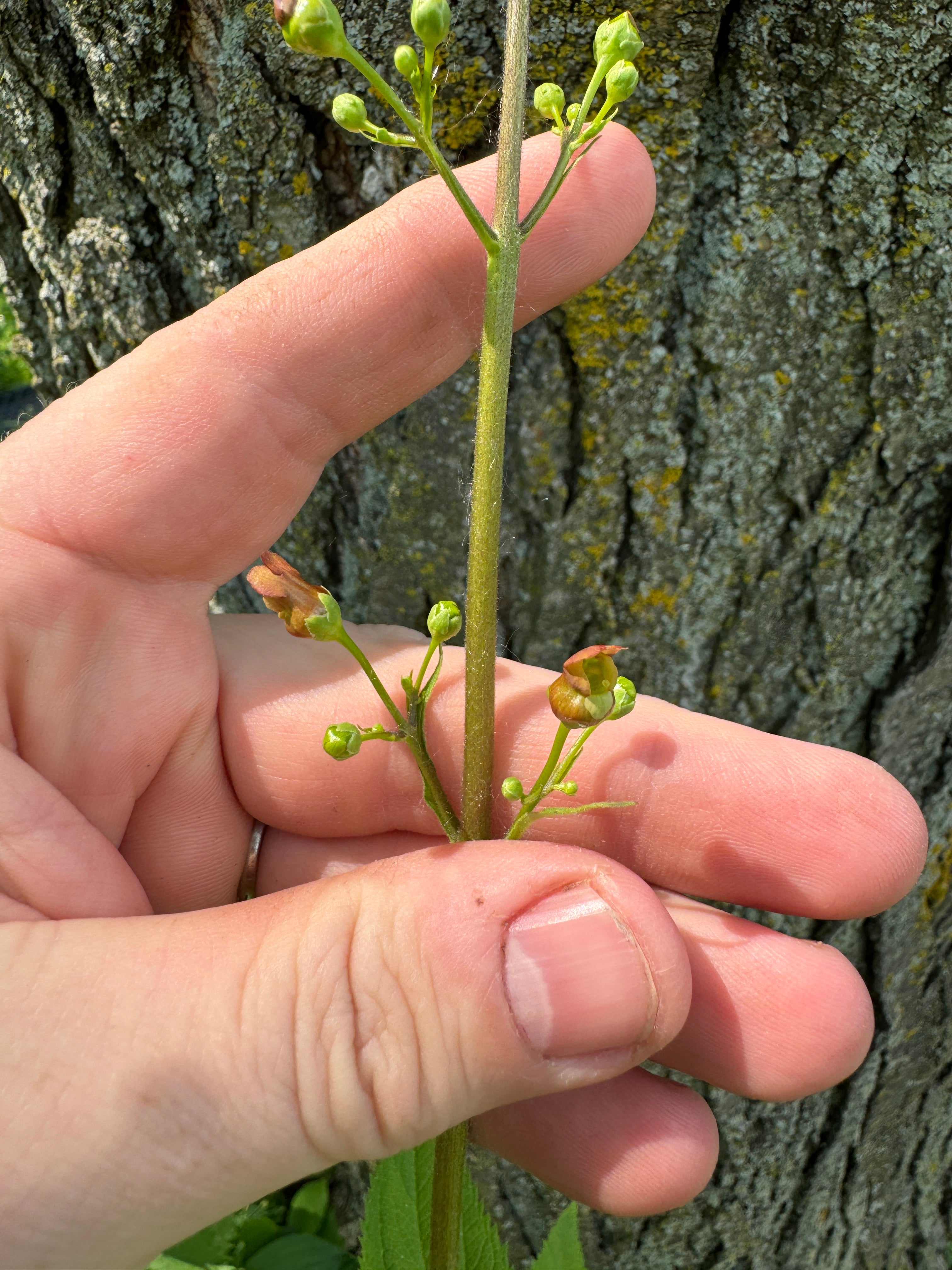 Early Figwort (Scrophularia Lanceolata)