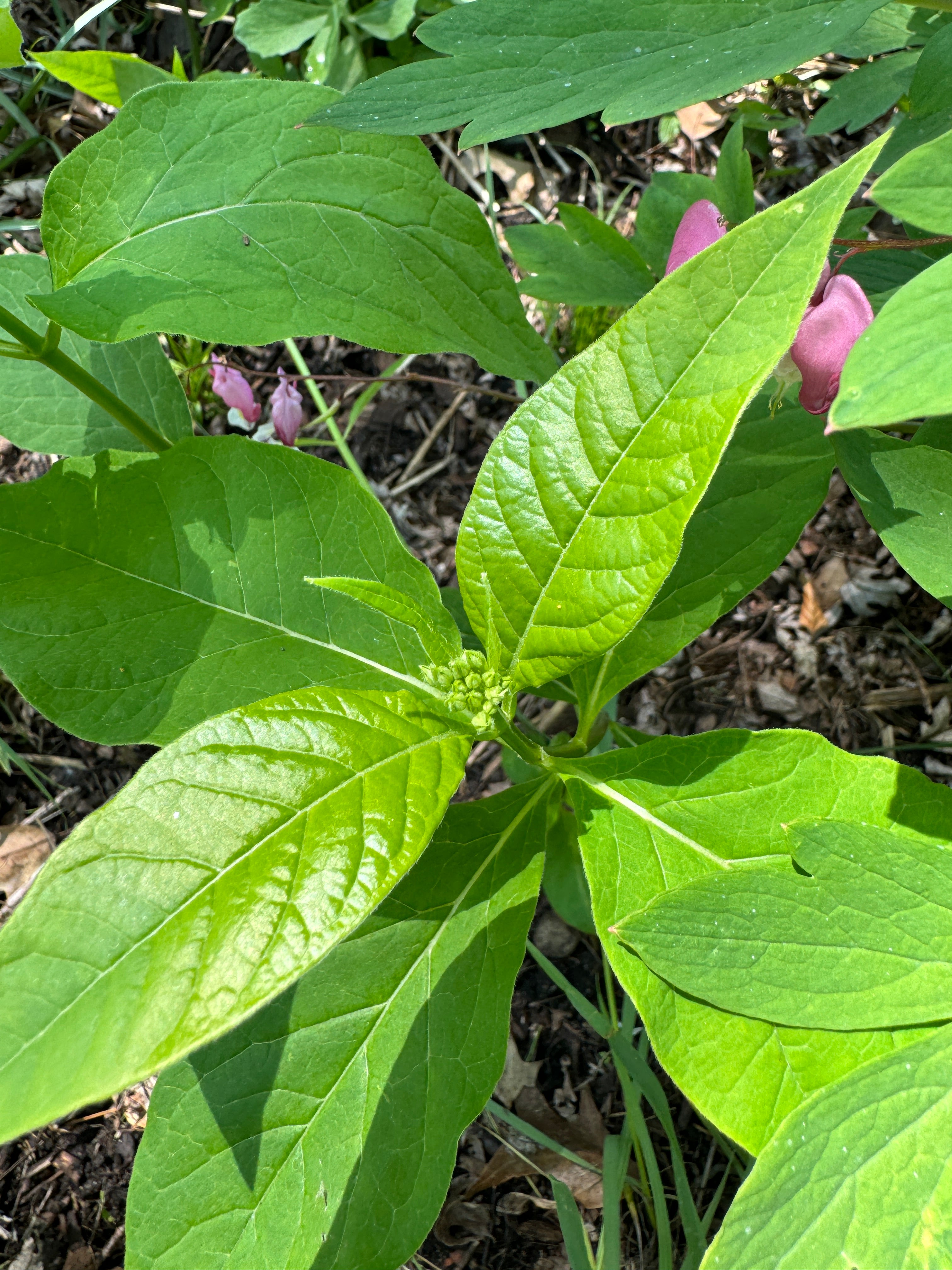 Poke Milkweed (Asclepias Exaltata)