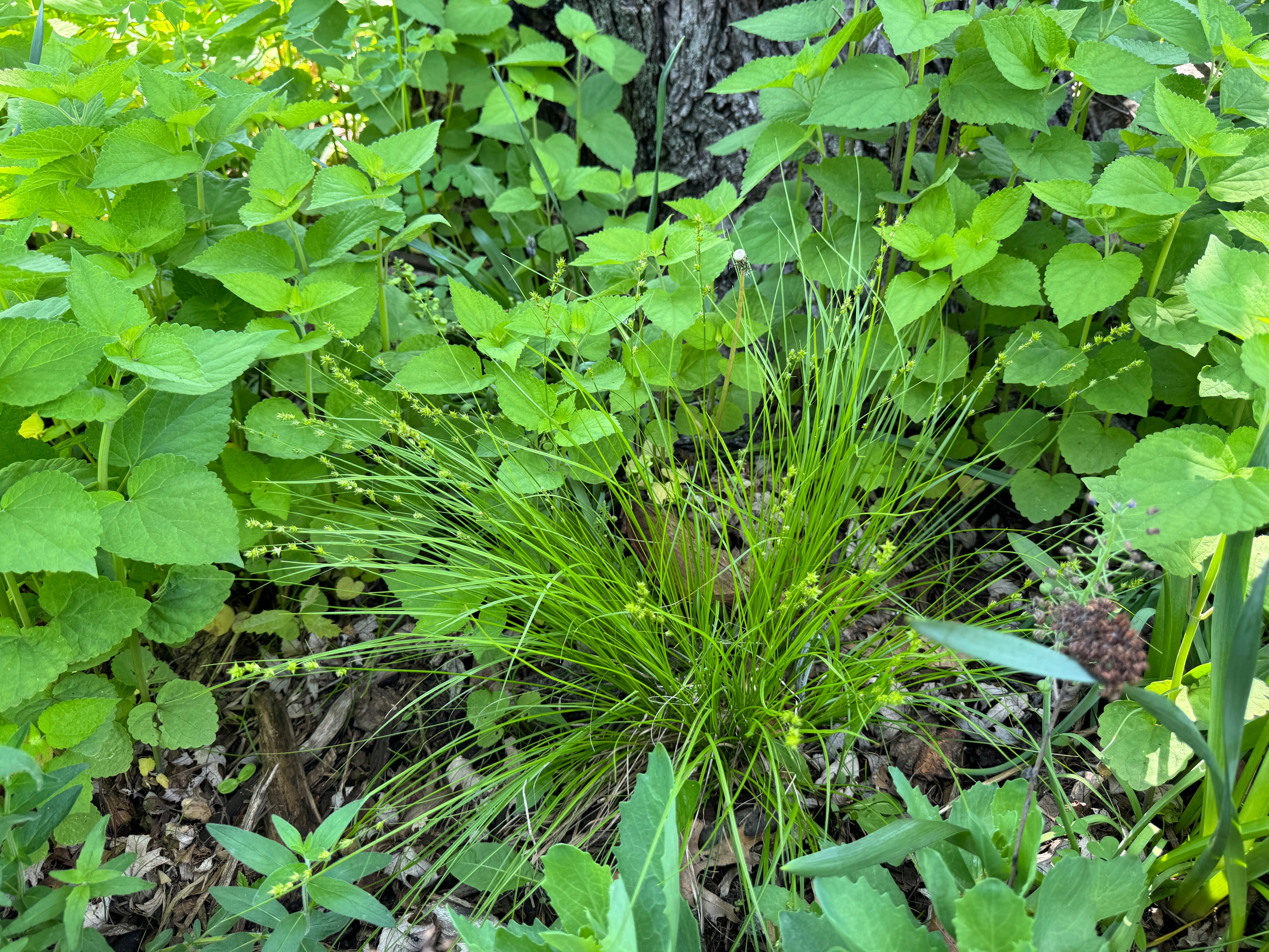 Rosy Sedge (Carex Rosea)