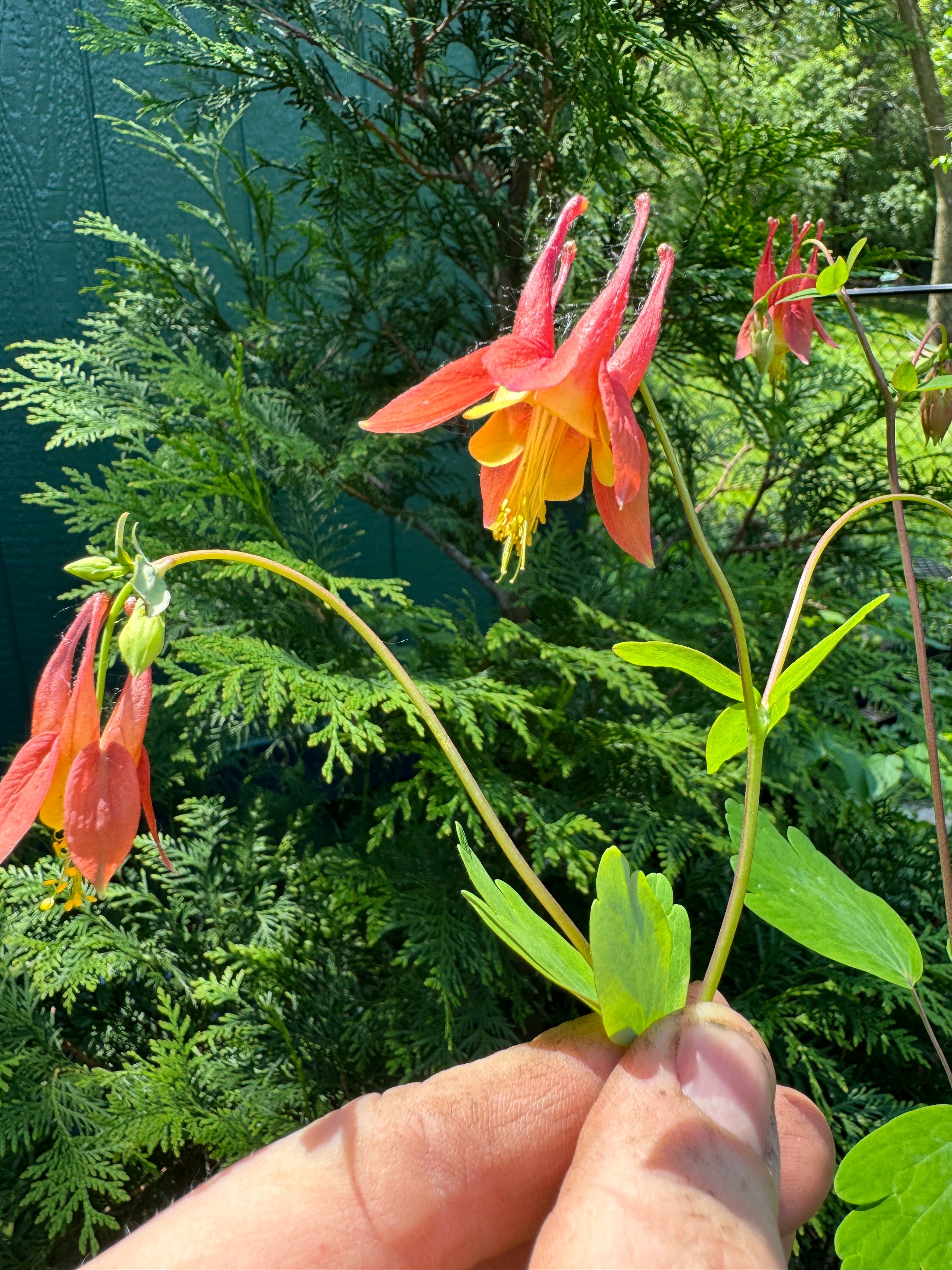 Eastern Columbine (Aquilegia Canadensis)