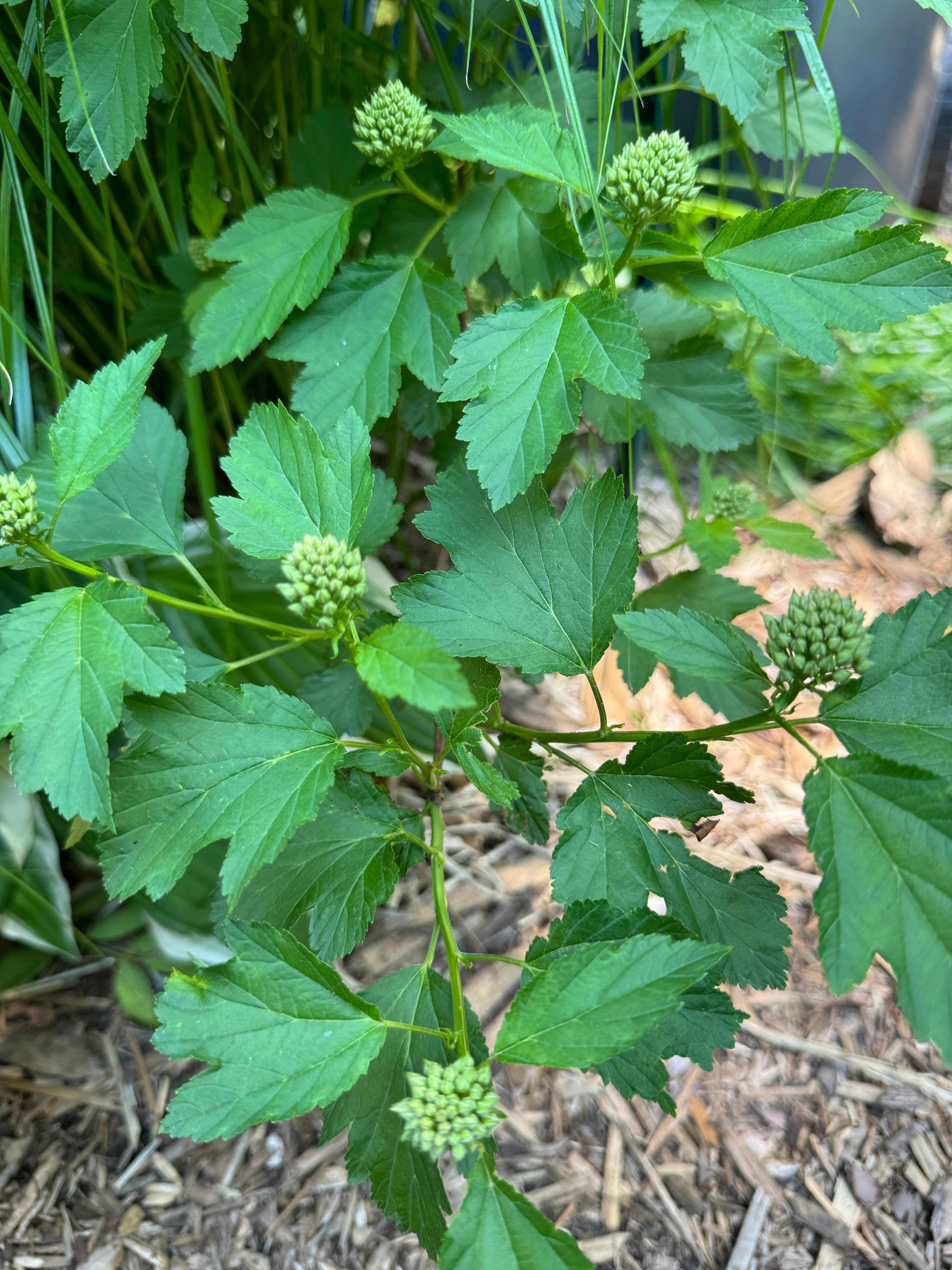 Ninebark (Physocarpus Opulifolius)