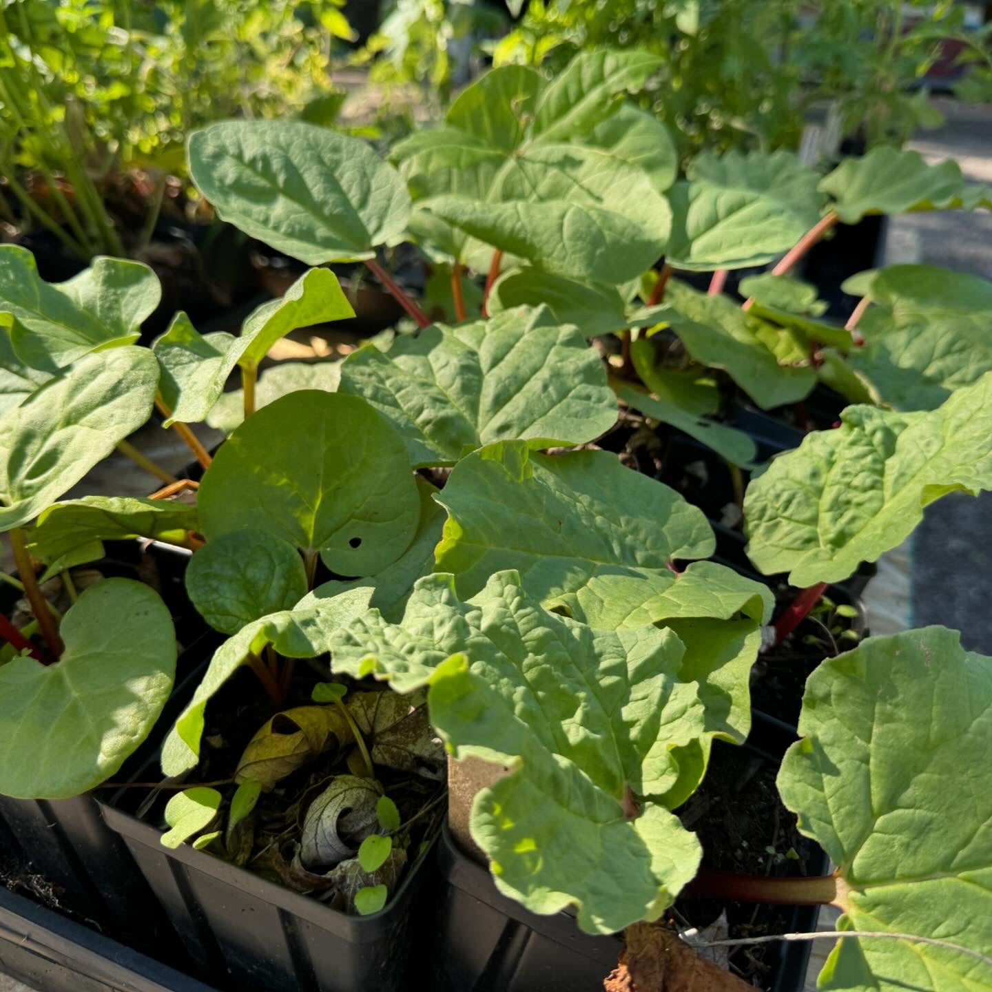 Rhubarb (Rheum × Hybridum)