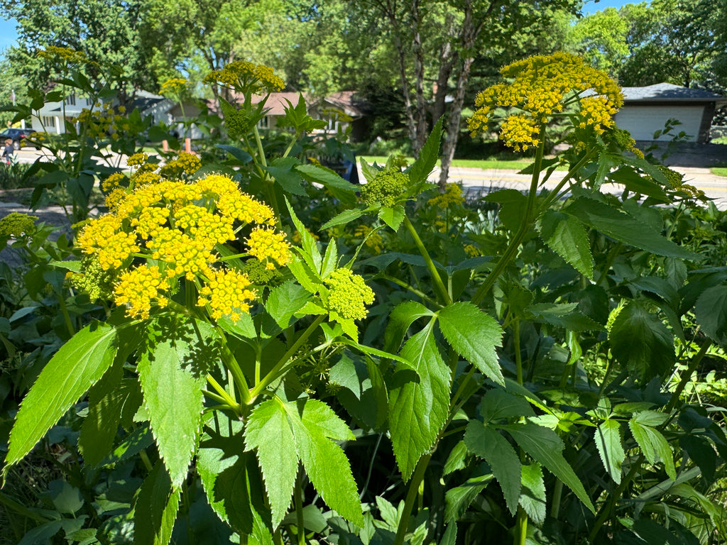 Golden Alexanders (Zizia Aurea)