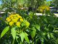 Golden Alexanders (Zizia Aurea)