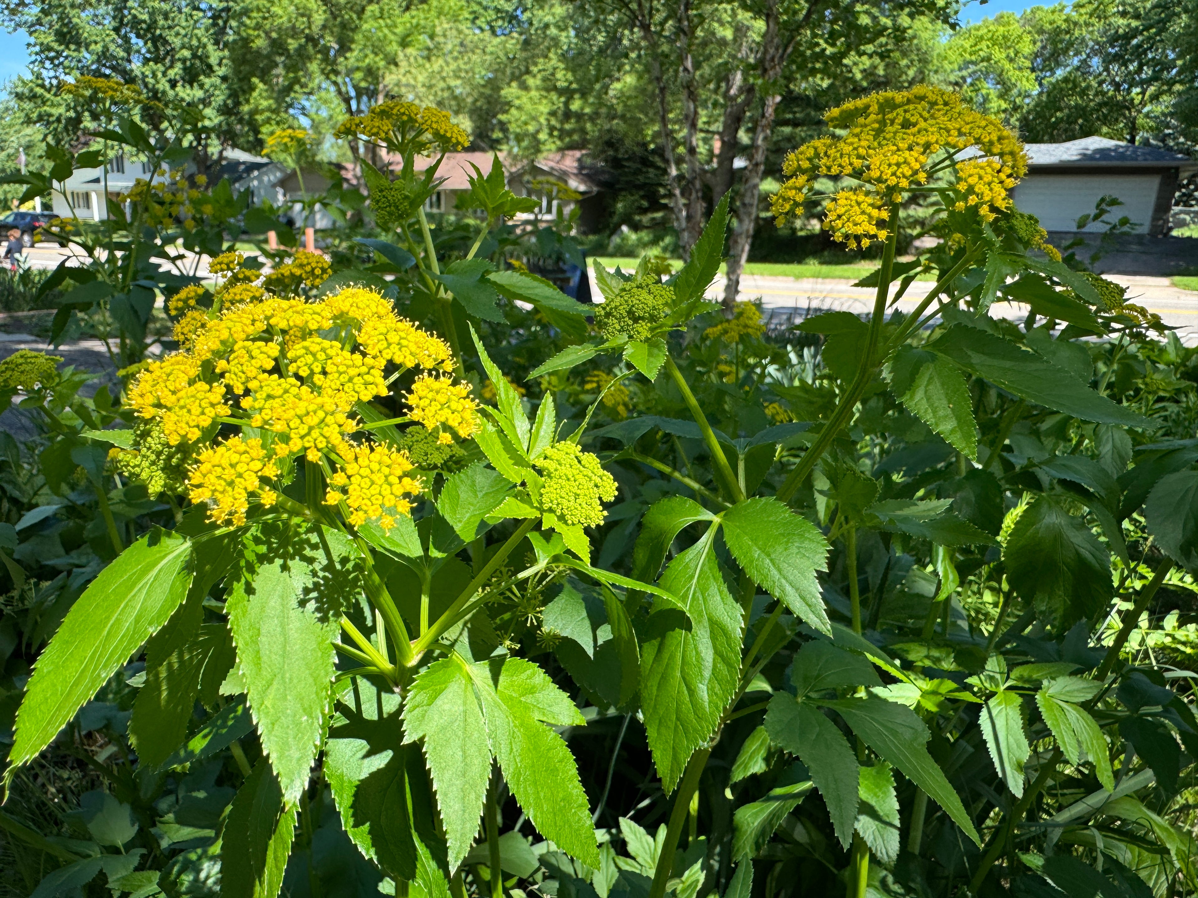 Golden Alexanders (Zizia Aurea)