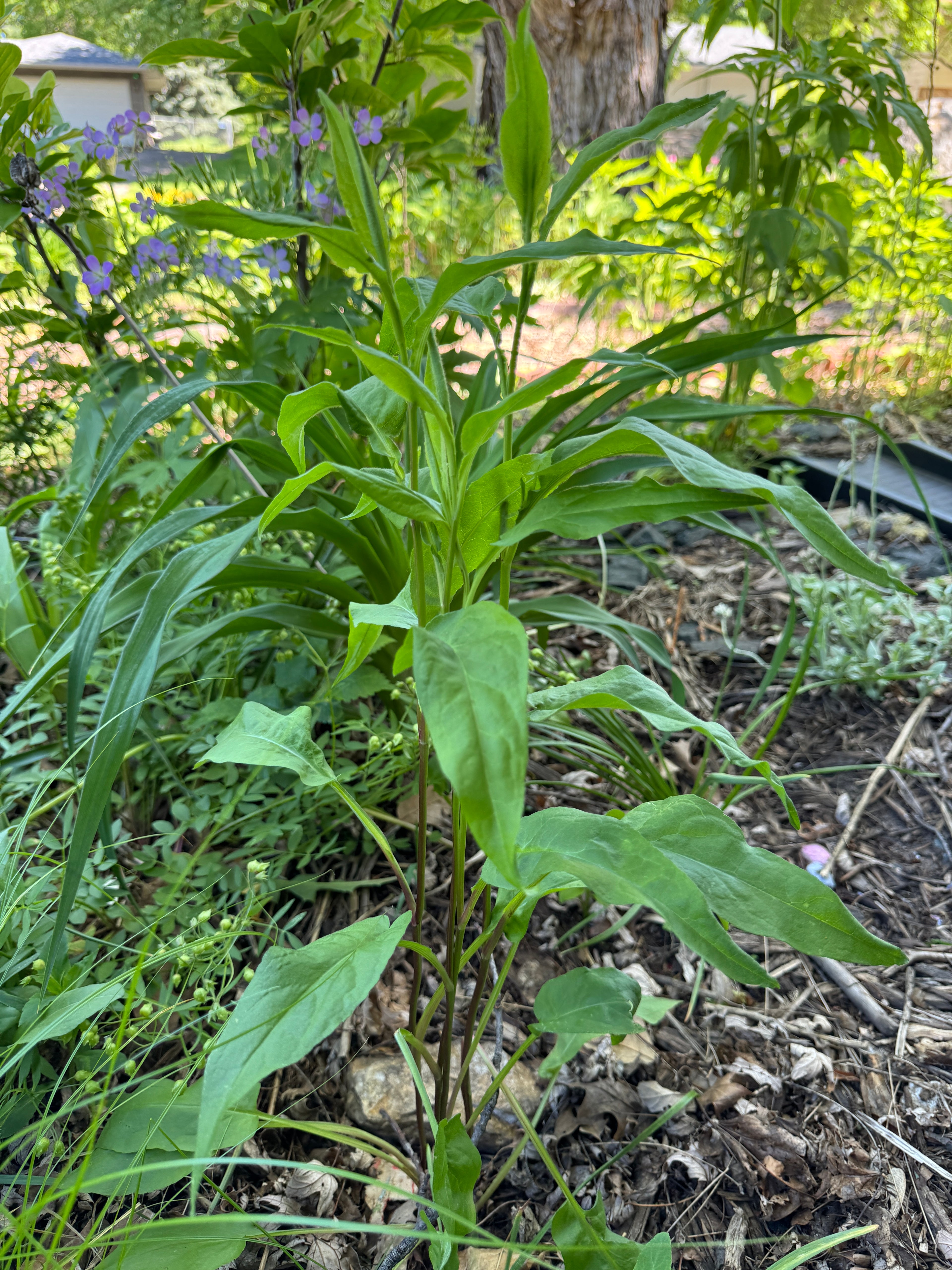 Arrowleaf Aster (Symphyotruchum Urophyllum)