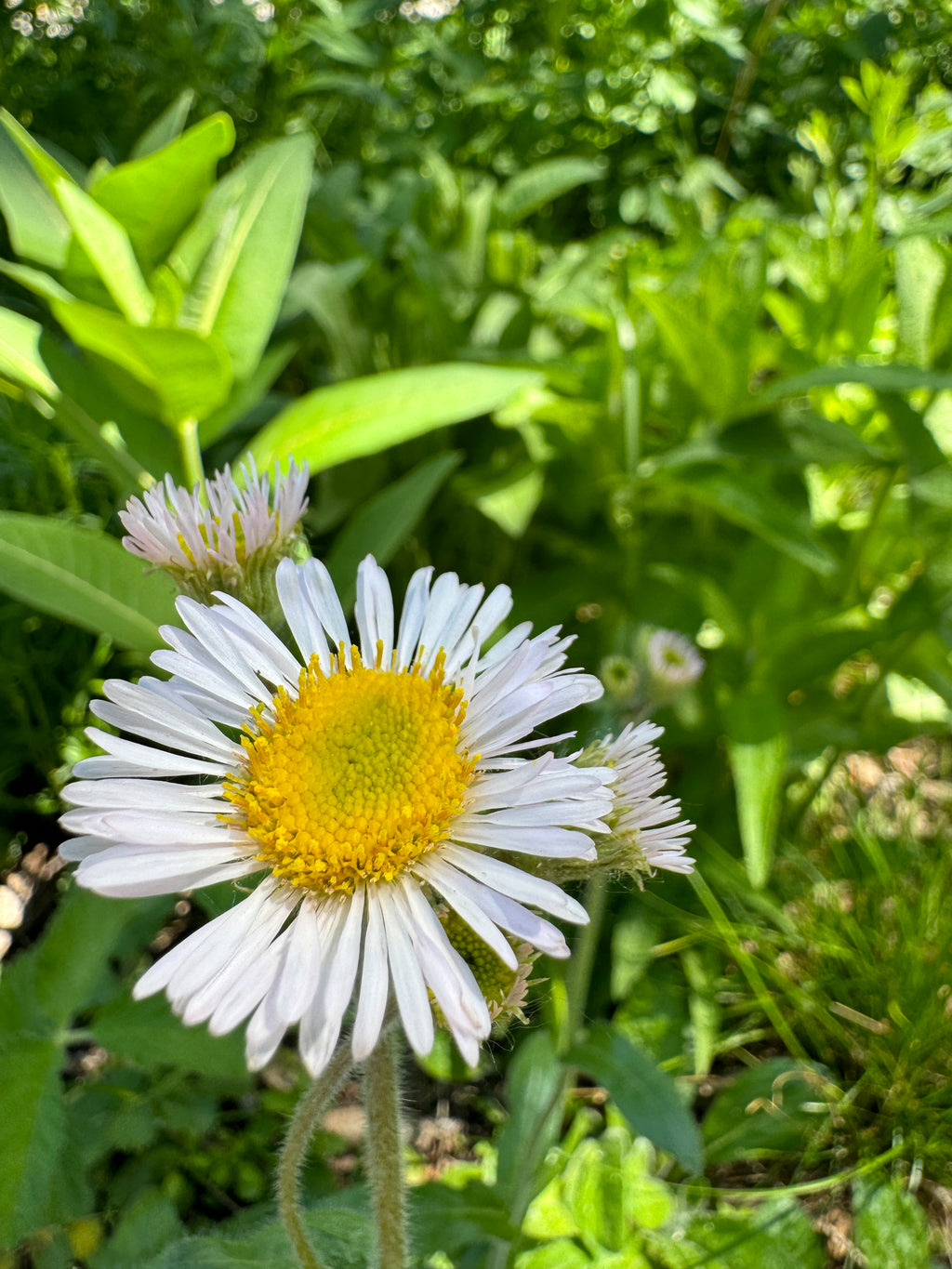 Robin's Plantain (Erigeron pulchellus)
