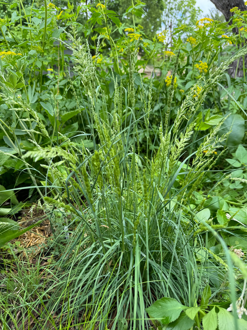 June Grass (Koeleria Macrantha)