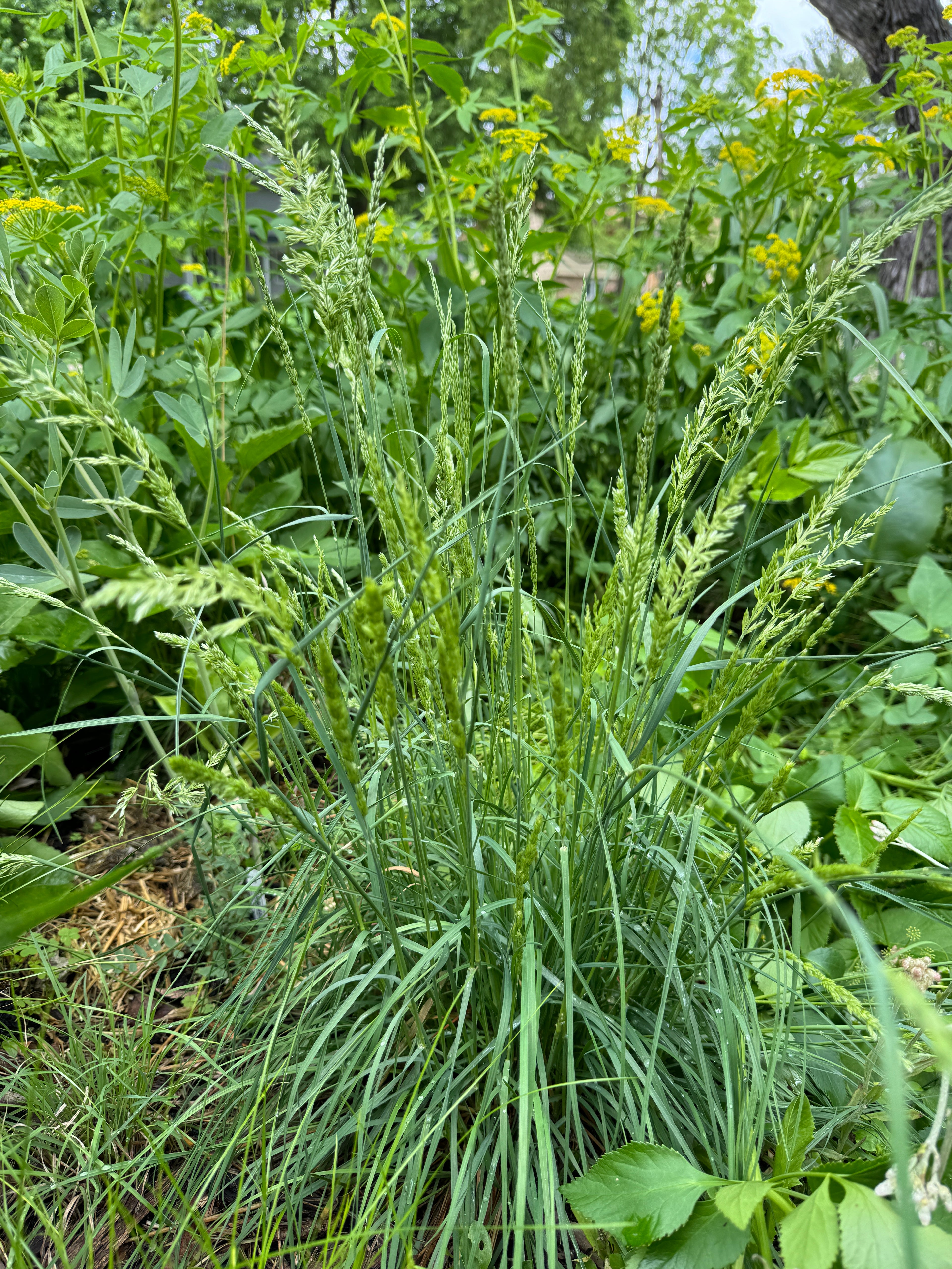 June Grass (Koeleria Macrantha)