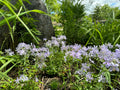 Woodland Phlox (Phlox Divaricata)