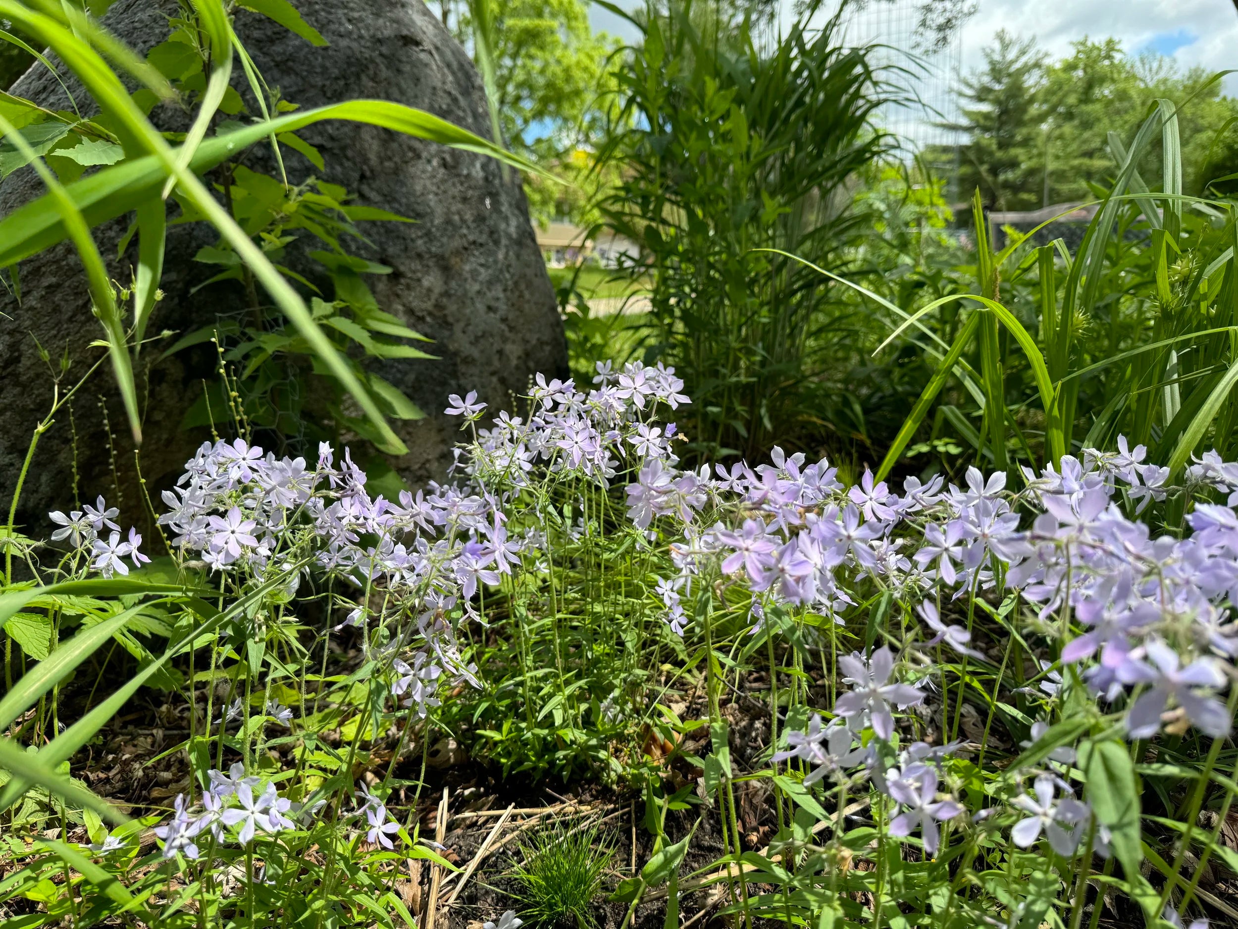 Woodland Phlox (Phlox Divaricata)