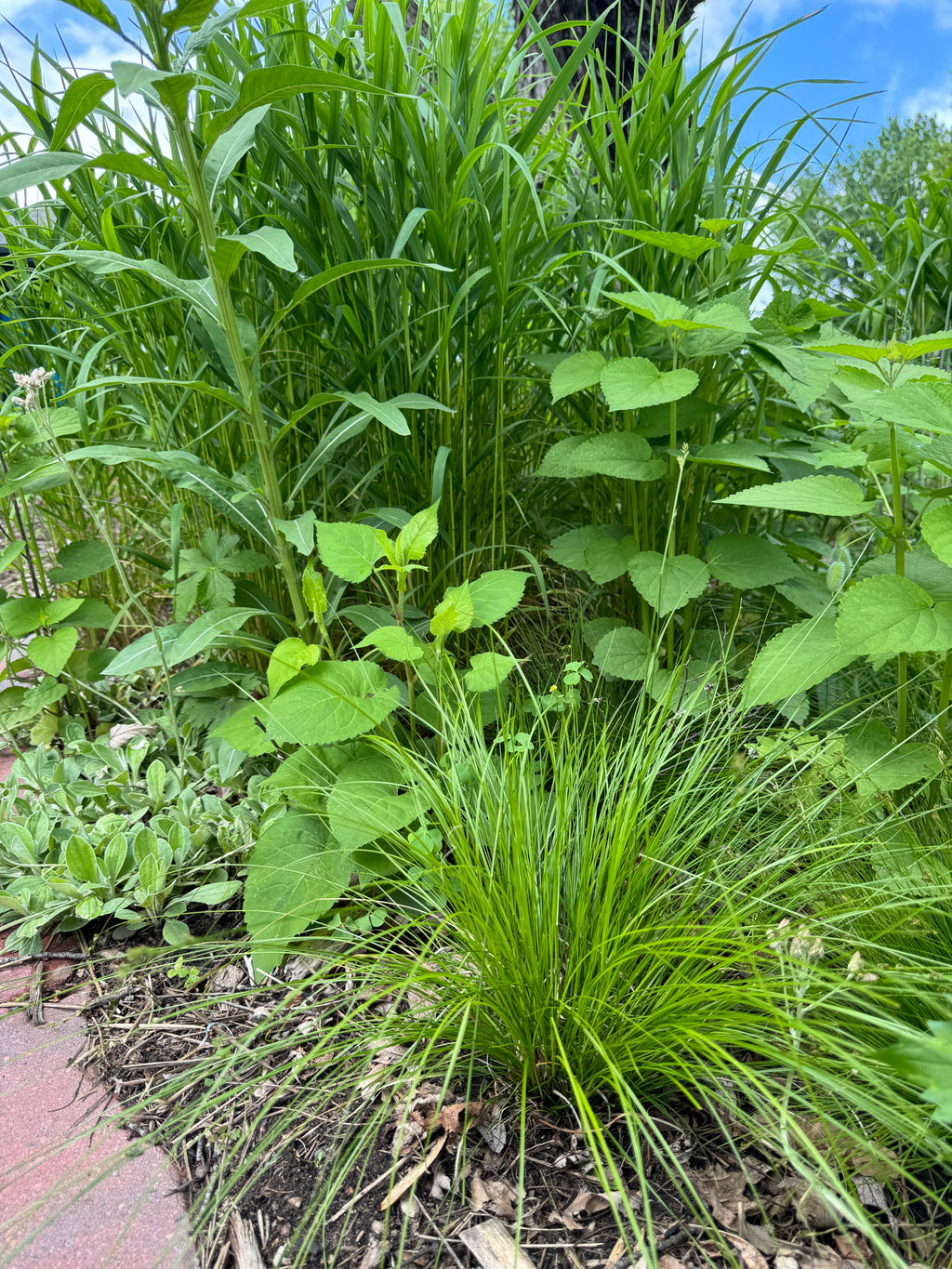 White Tinged Sedge (Carex albicans)