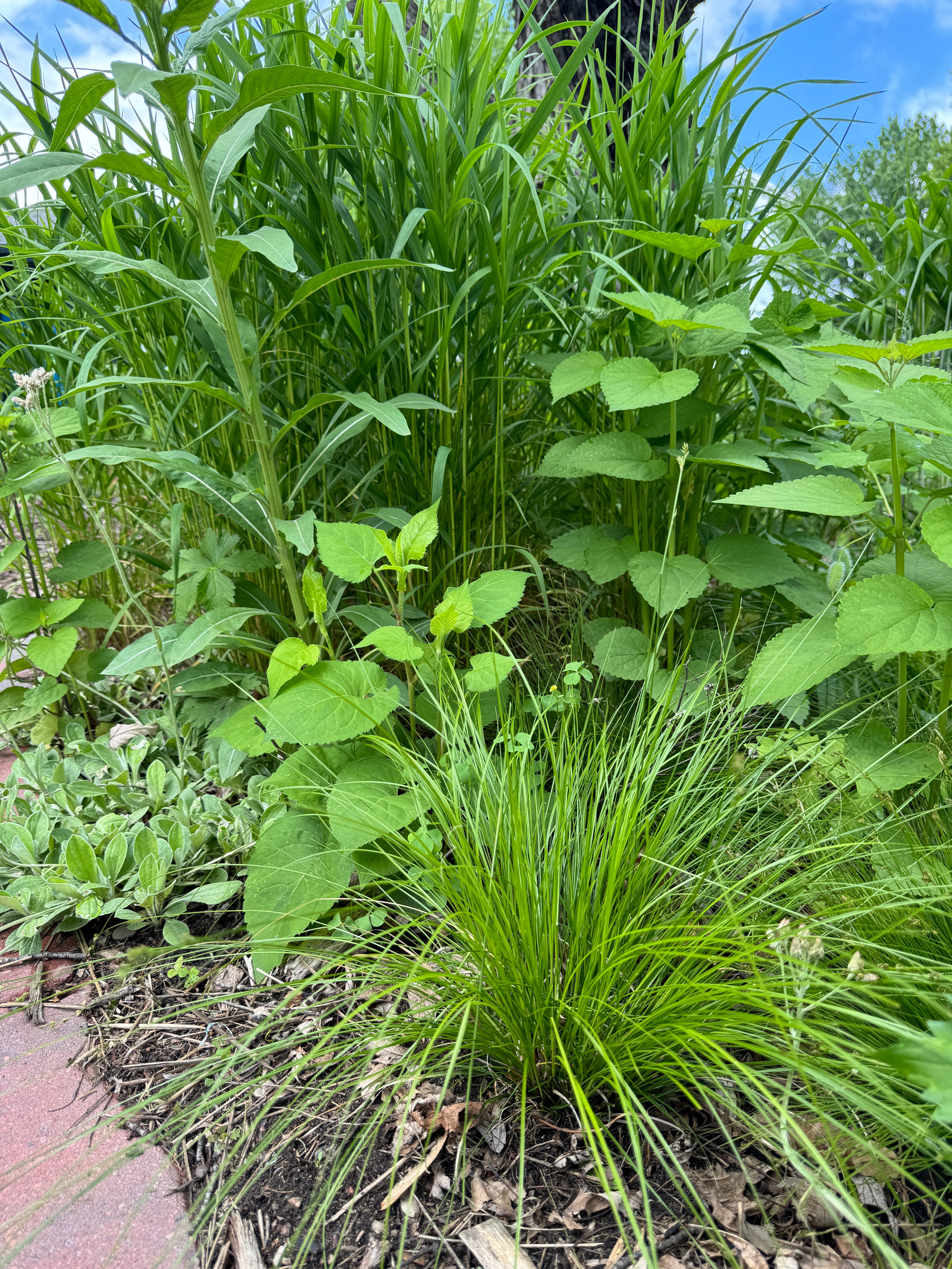 White Tinged Sedge (Carex albicans)