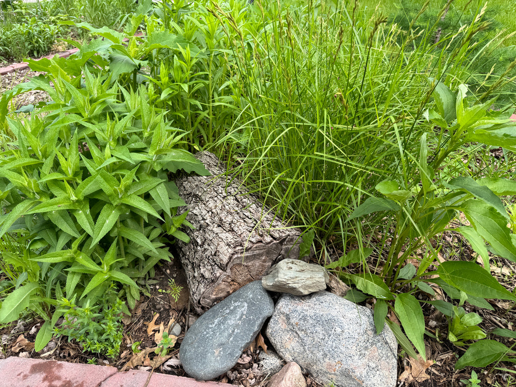 Palm Sedge (Carex Muskingumensis)