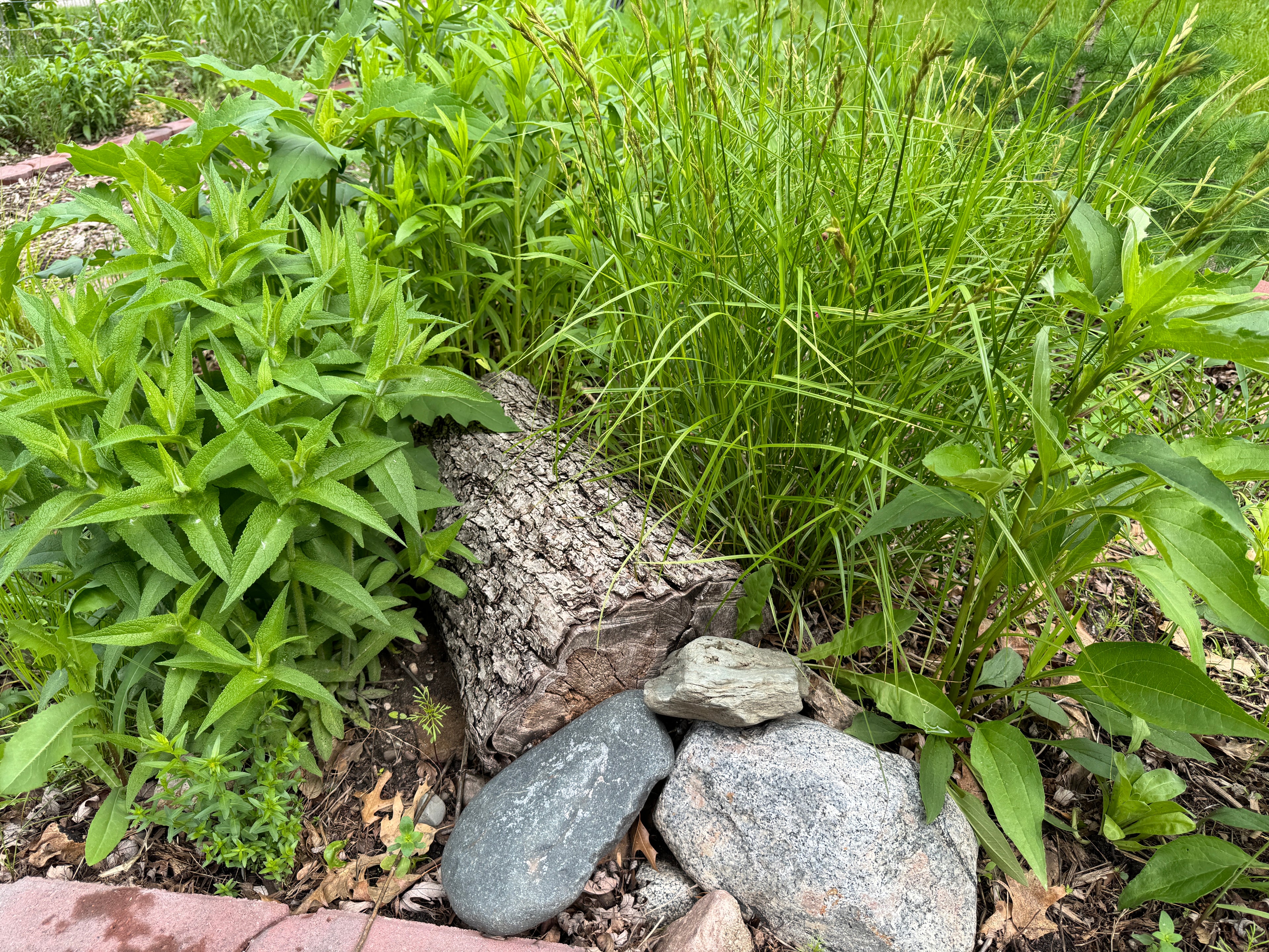 Palm Sedge (Carex Muskingumensis)