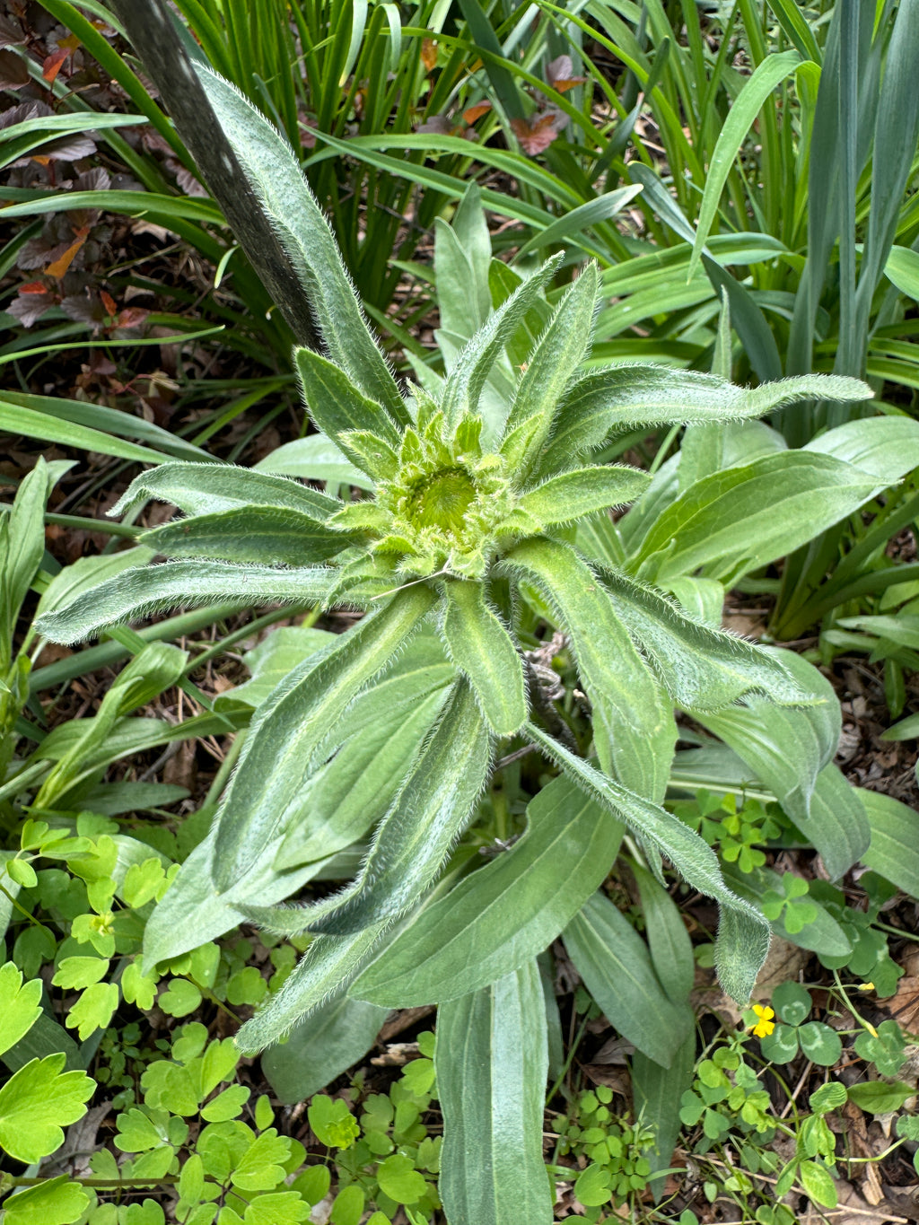 Narrow-leaved Purple Coneflower (Echinacea Angustifolia)