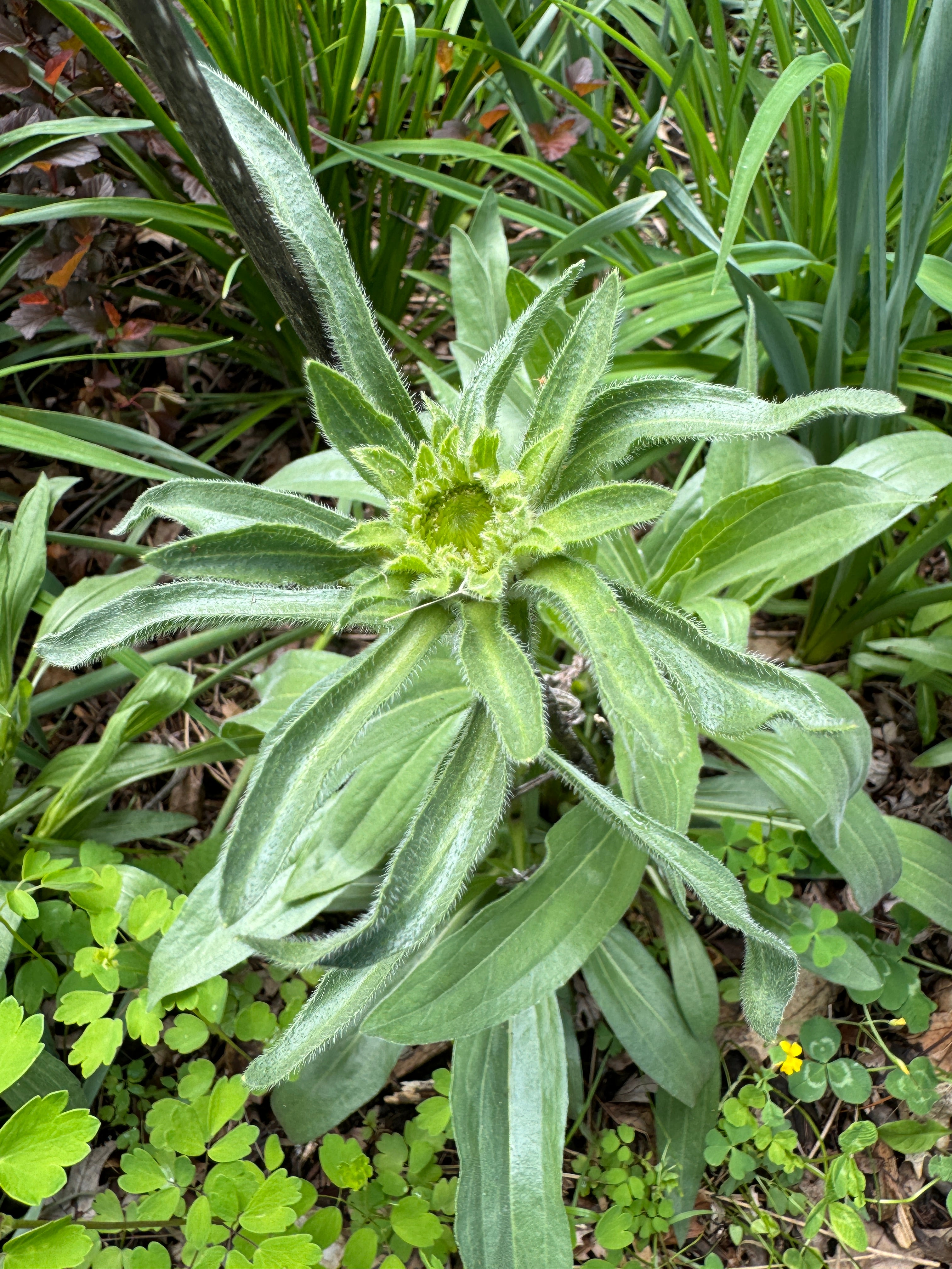 Narrow-leaved Purple Coneflower (Echinacea Angustifolia)