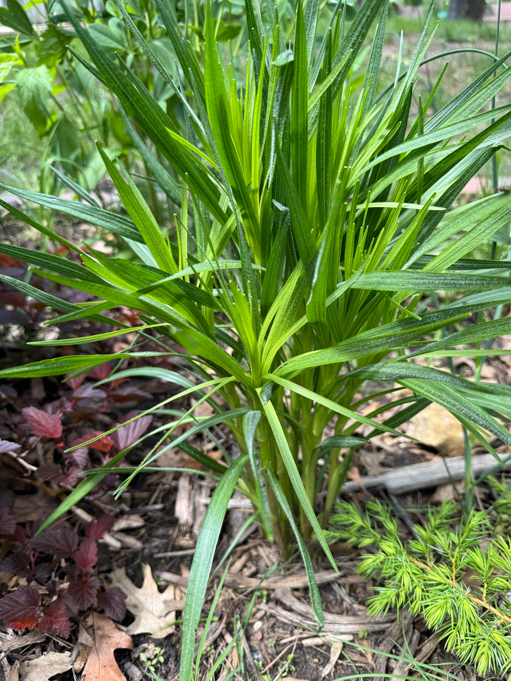 Prairie Blazing Star (Liatris Pycnostachya)