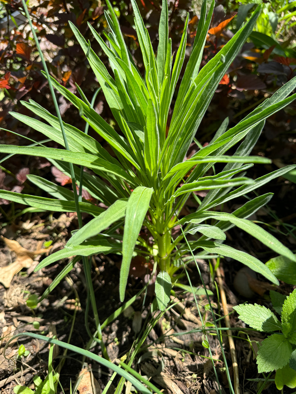 Meadow Blazing Star (Liatris Ligulistylis)